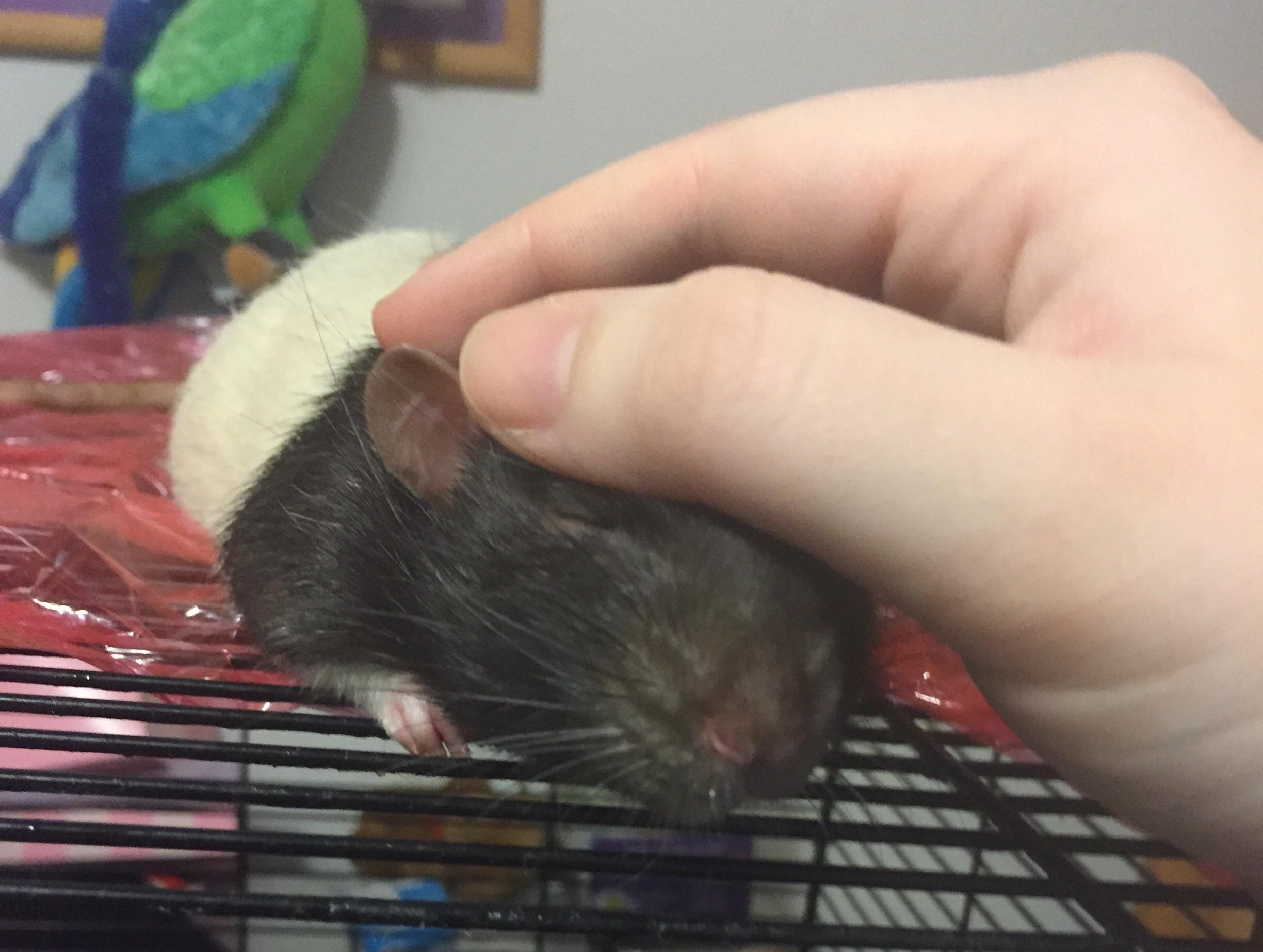 Pet r/RATS