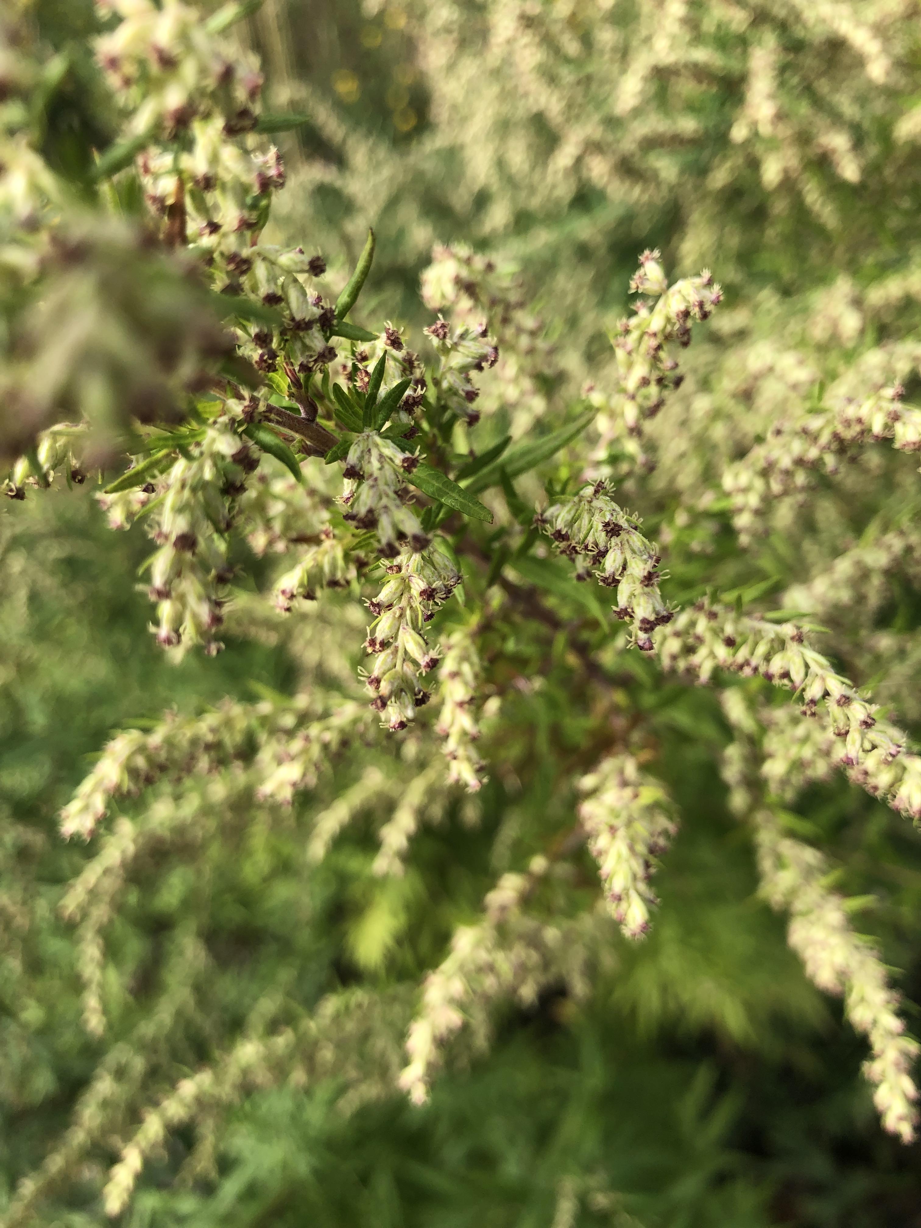 North east Pennsylvania, in a field by a dirt road, smell similar to