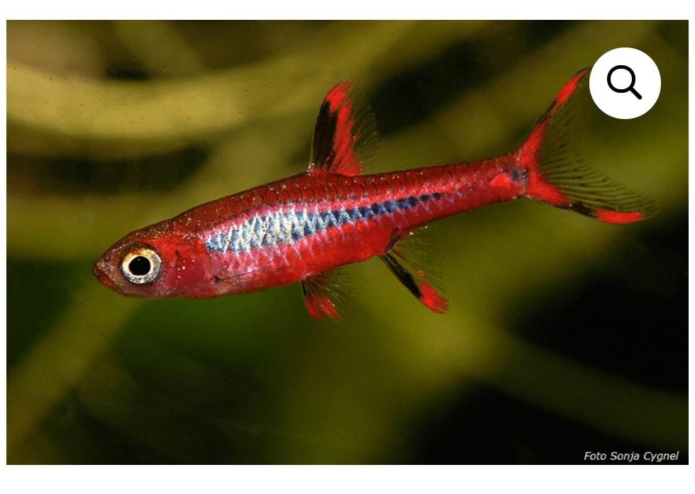 Mosquito chilli rasbora Where to buy? r/shrimptank