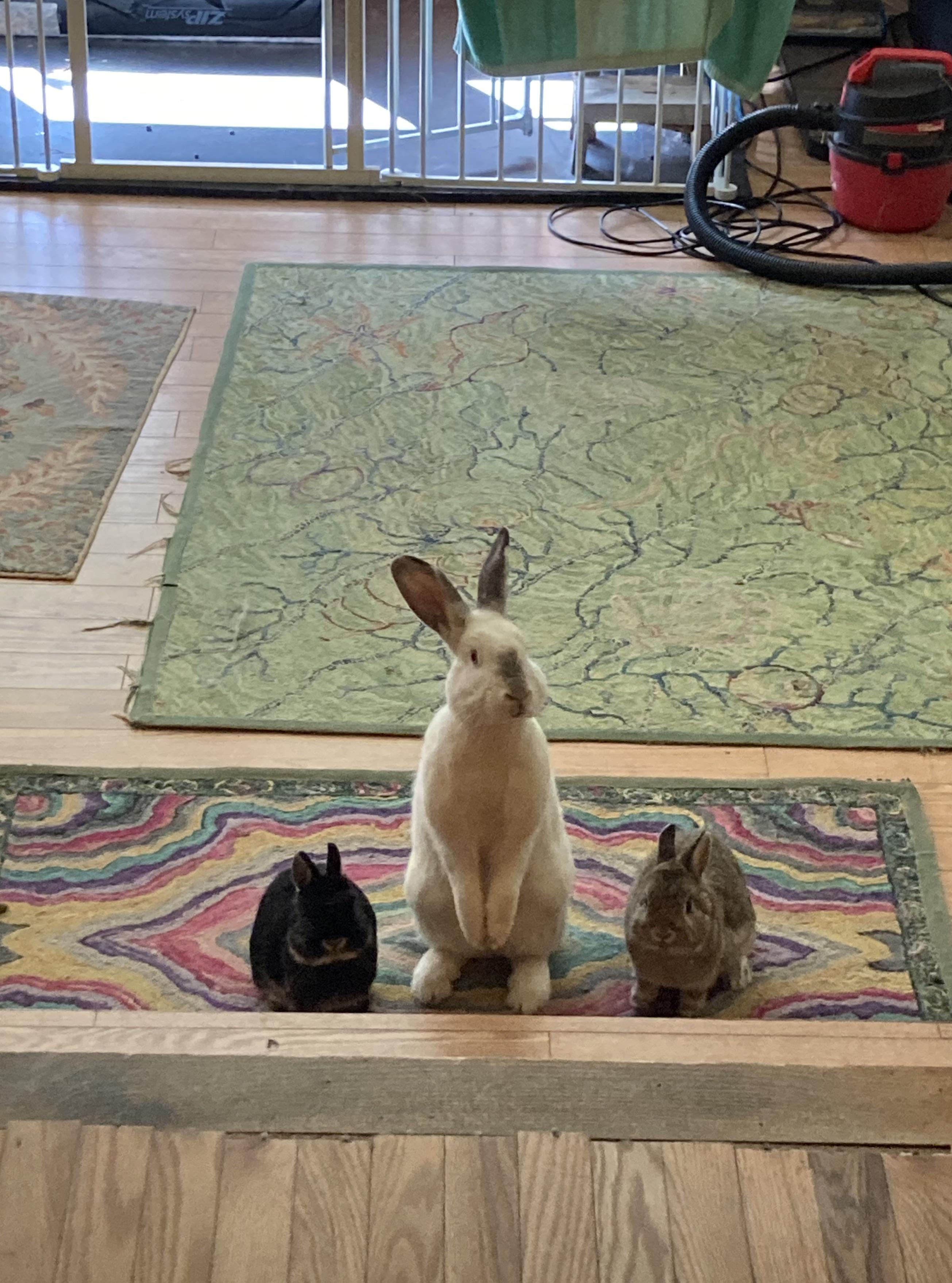 When you round the corner to find your bunpals trickortreating