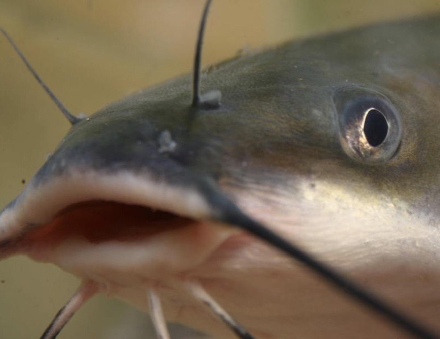 Catfish Choice Contemplation. I mean, look at that cute little dude, he