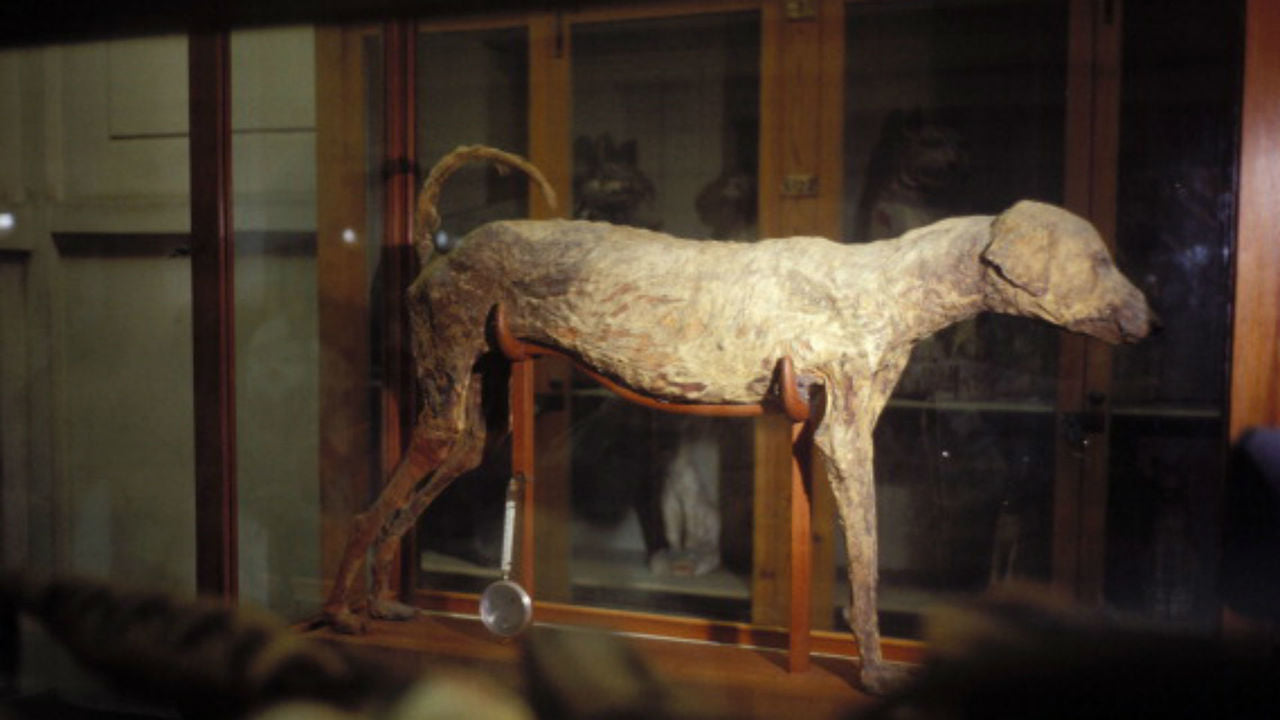 Mummified dog found in Tomb (KV50) nearby tomb of Amenhotep II (KV35