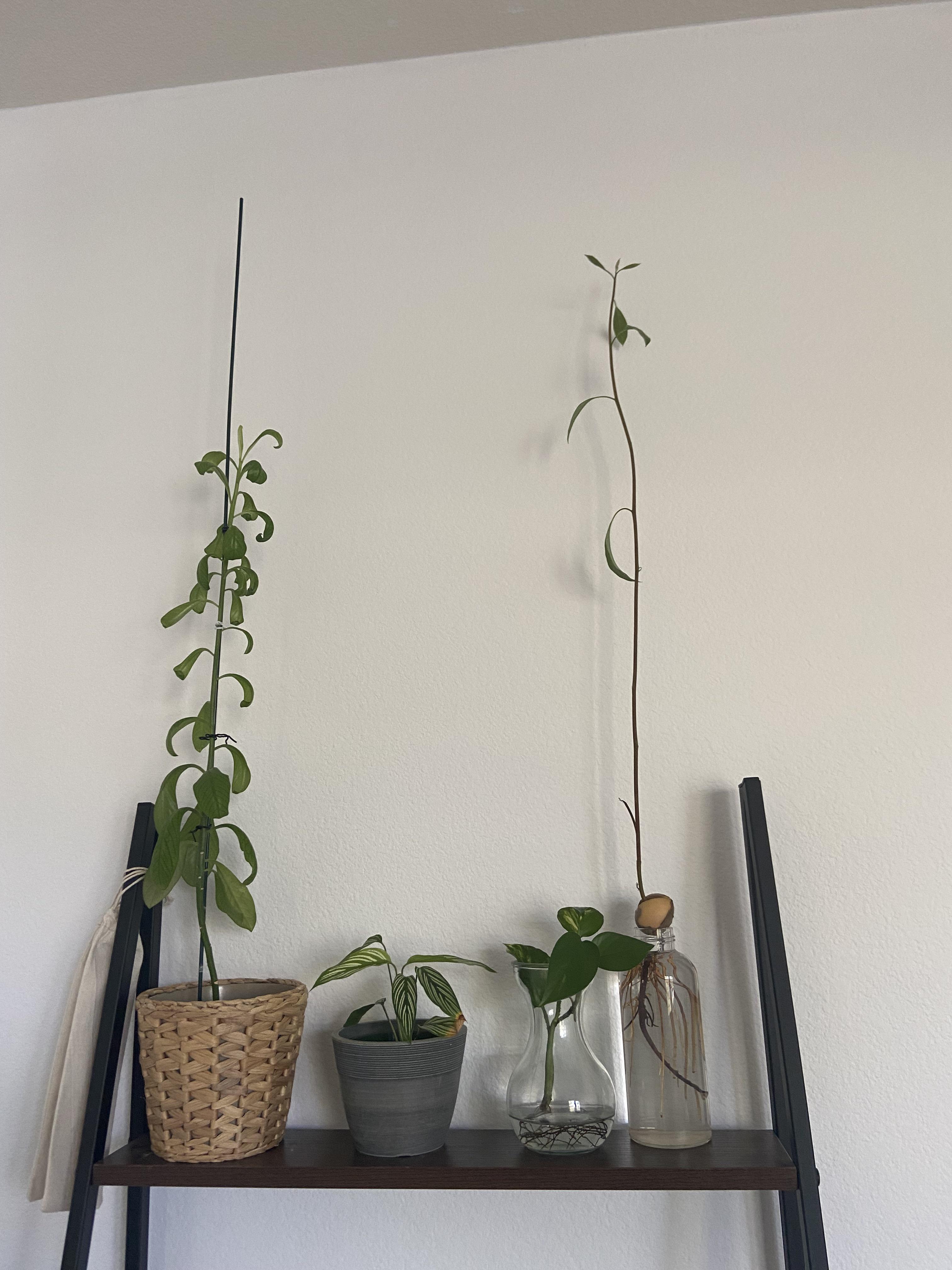 Why is my avocado plant growing so tall? r/houseplants