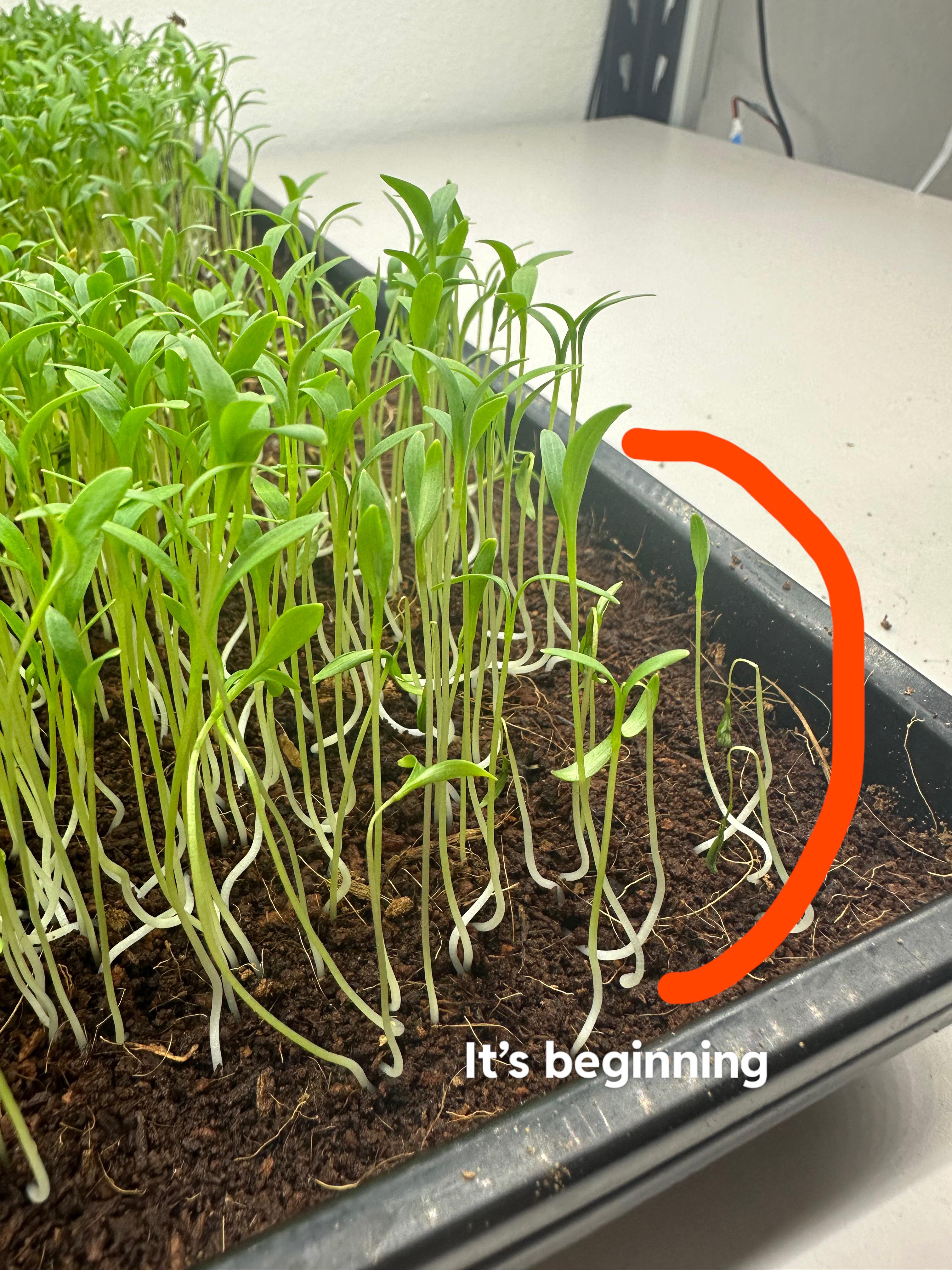 My cilantro microgreens are wilting, please help. r/microgreens