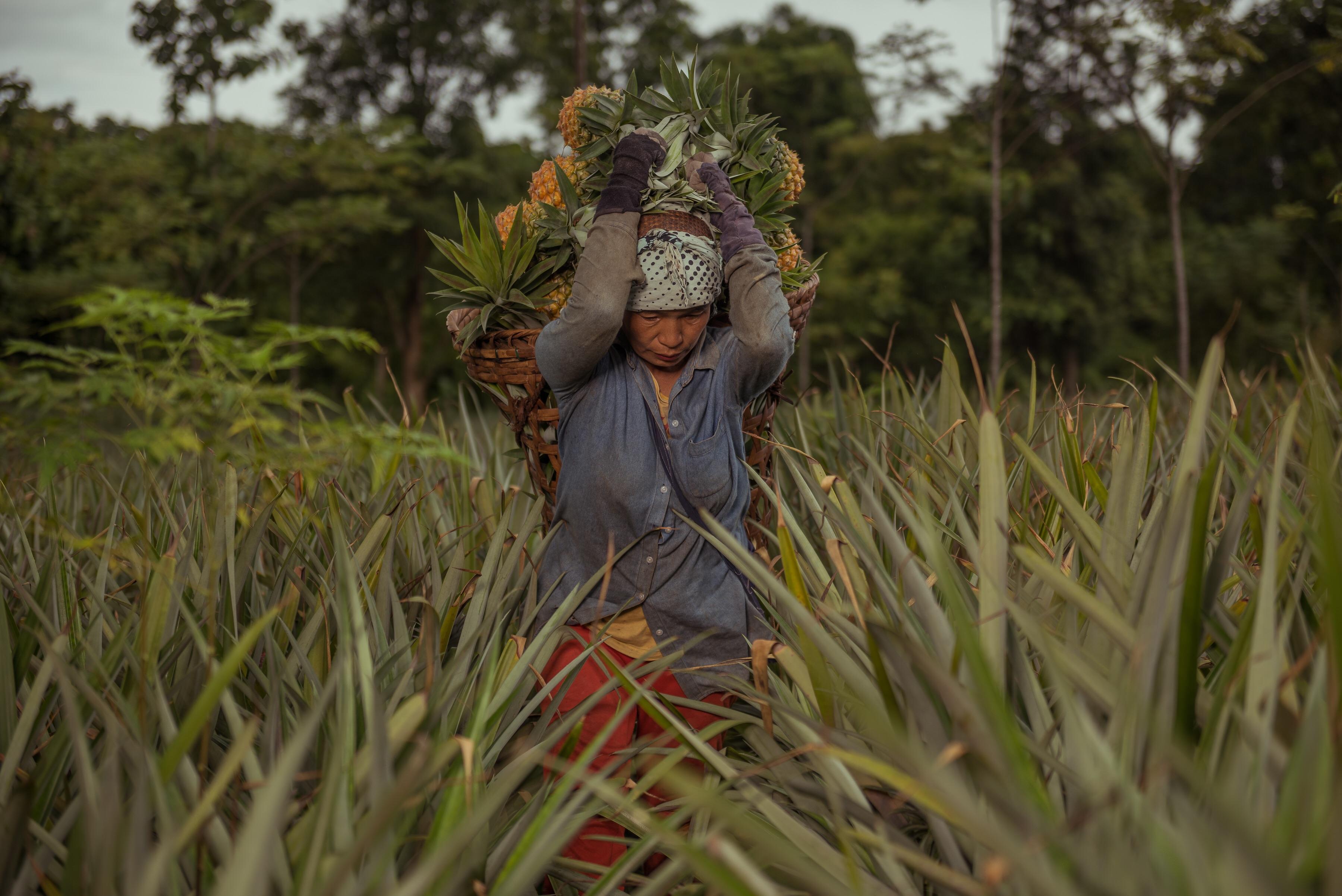 Pineapple harvesting Nagaland, India. (ISO 100, 1/250, D810, Nikkor 24