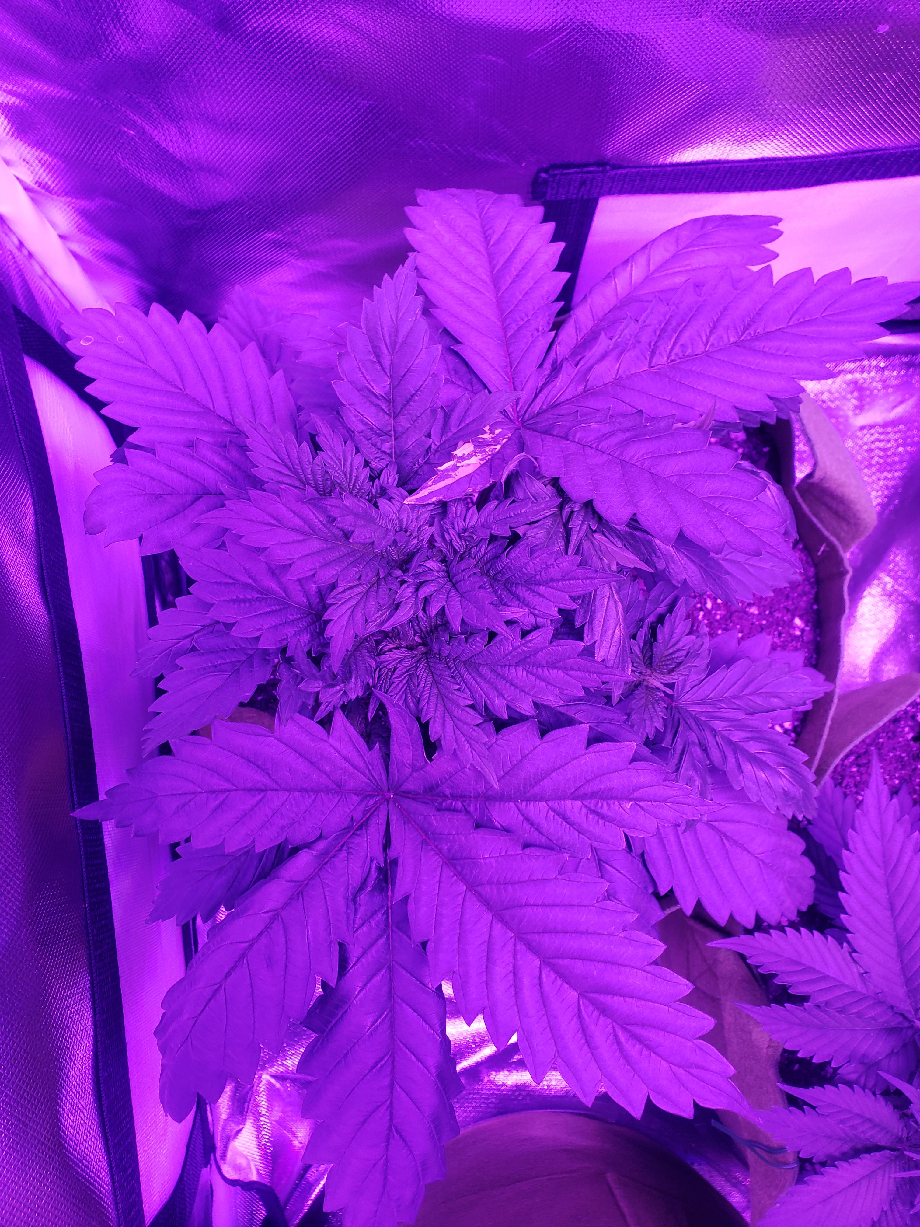 Should these huge fan leaves be removed? Details in comments. r