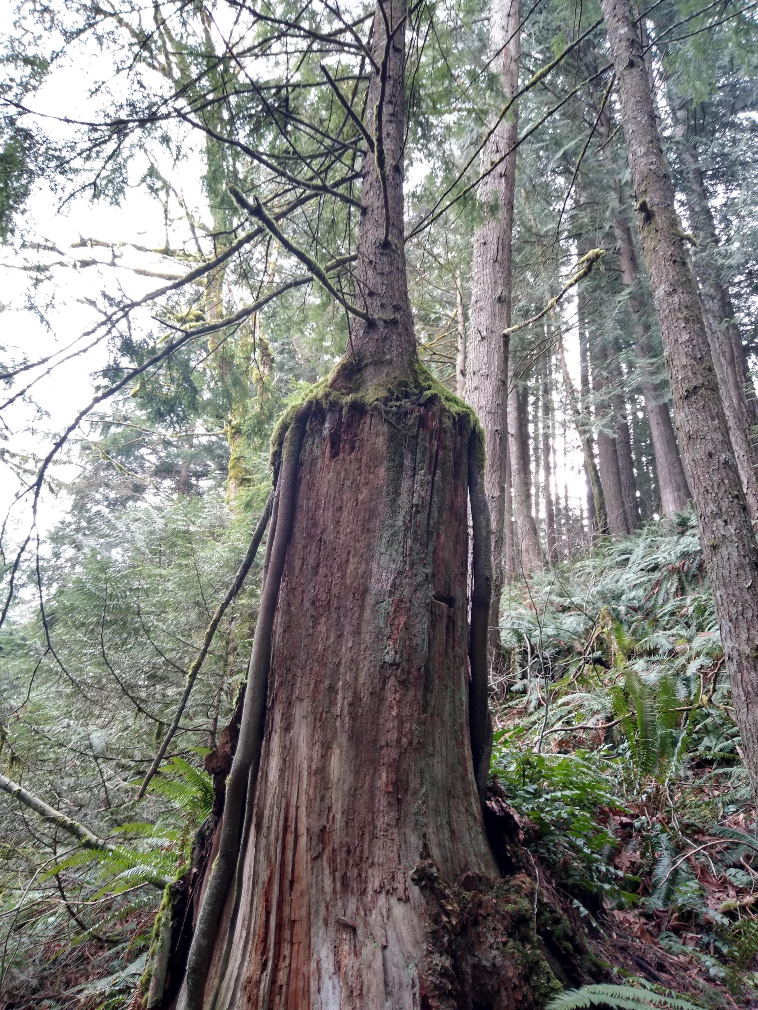 When new trees grow out of old yes, is that reincarnation or fostering