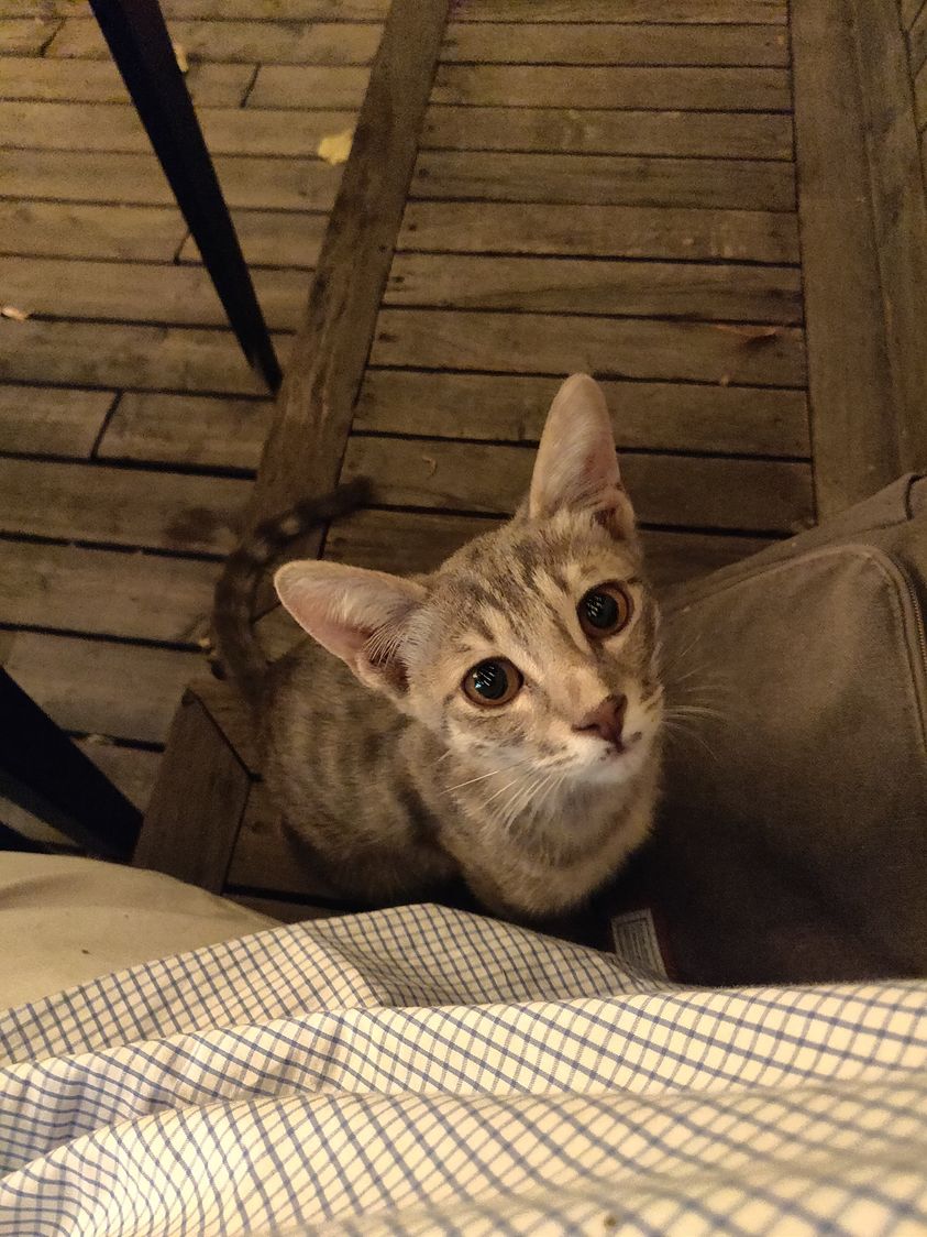 Look at this cat I met in Tbilisi r/Sakartvelo