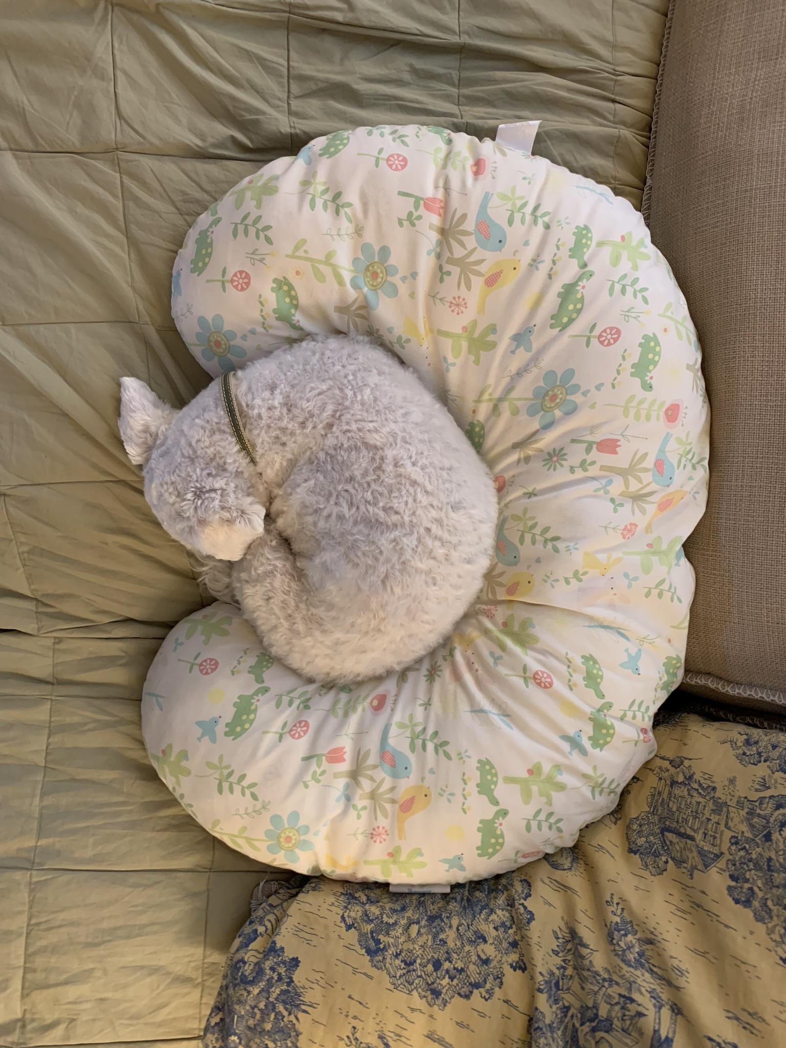 The Breast Feeding Pillow She Thinks is Hers r/ifitfits