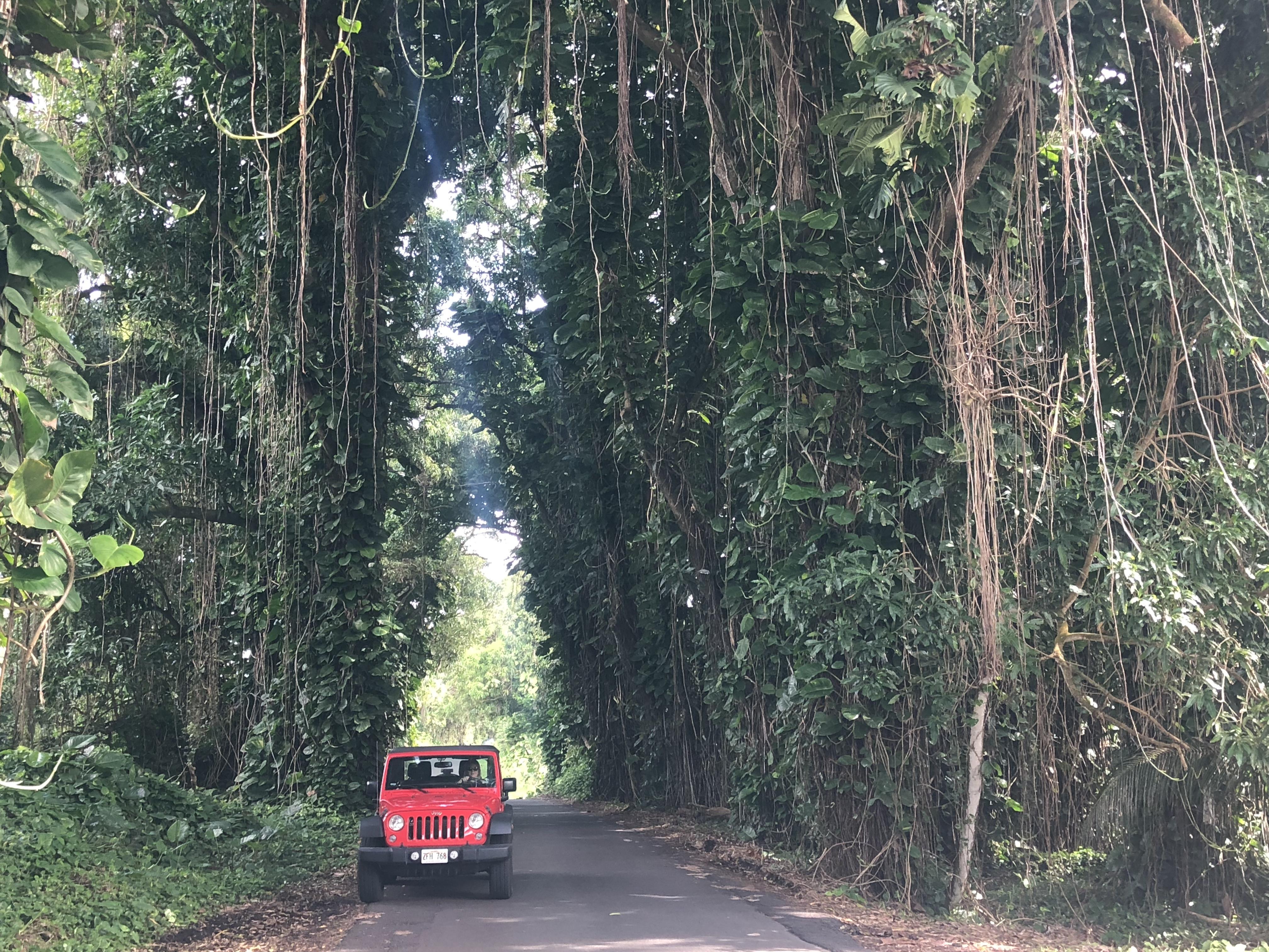 My rental Jeep in Pahoa, HI. Went right home and bought my own r/Wrangler