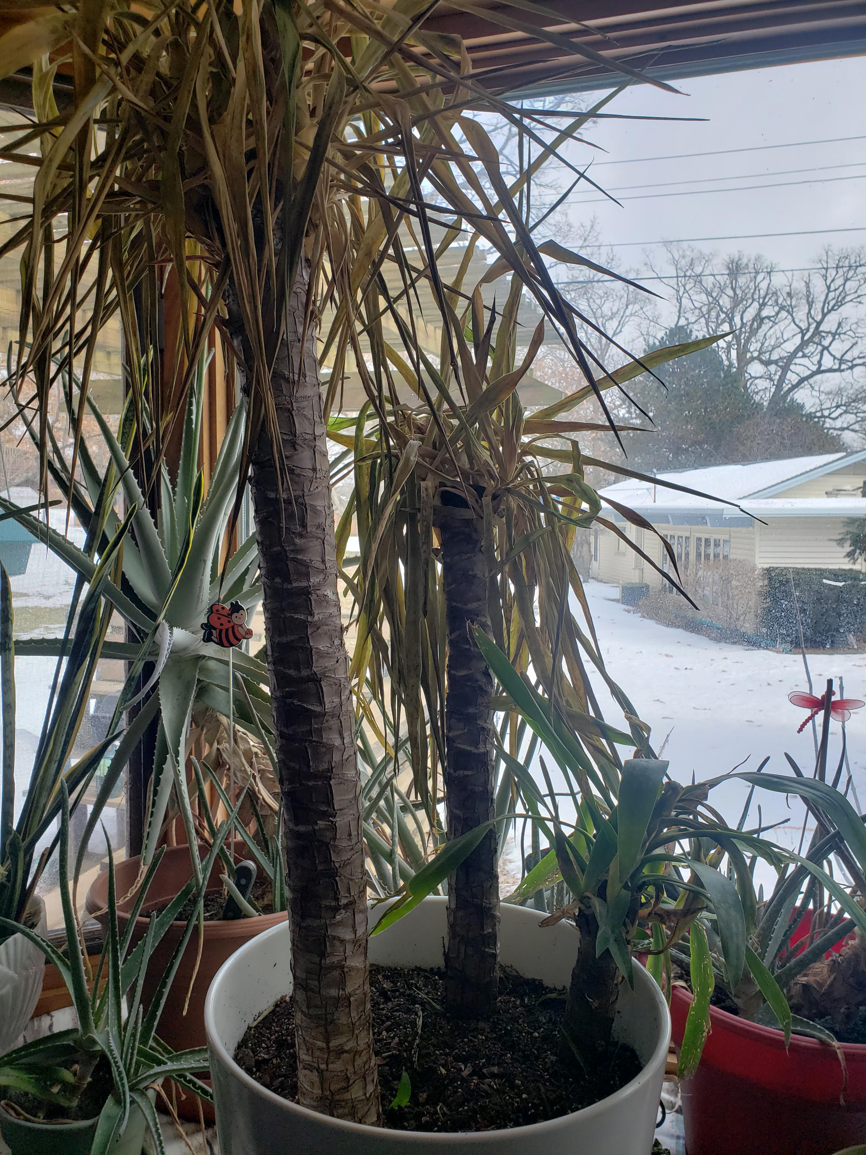 My plant is dying and I dont know why r/plants