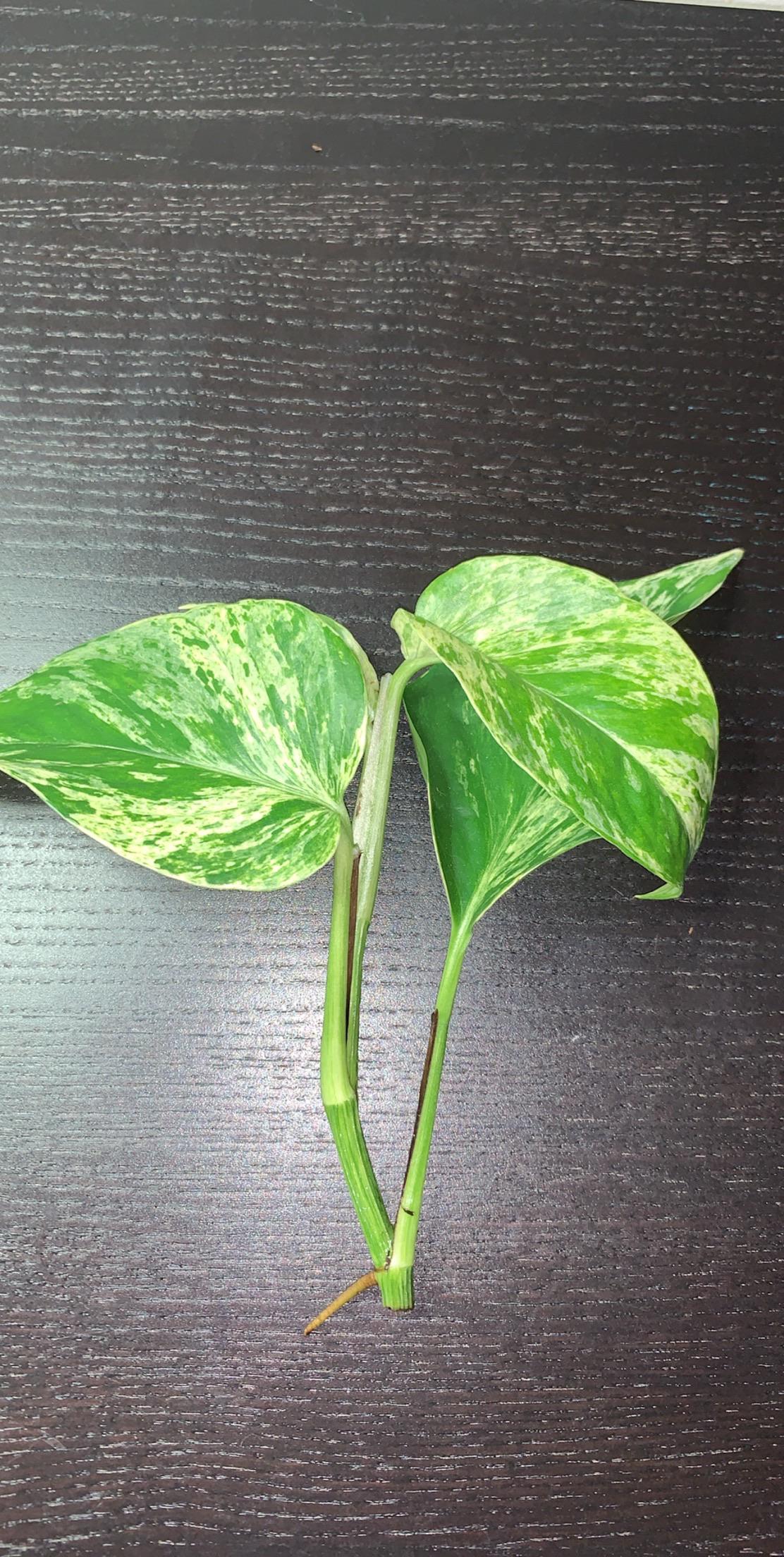 Should I water propagate my new marble queen pothos or plant it