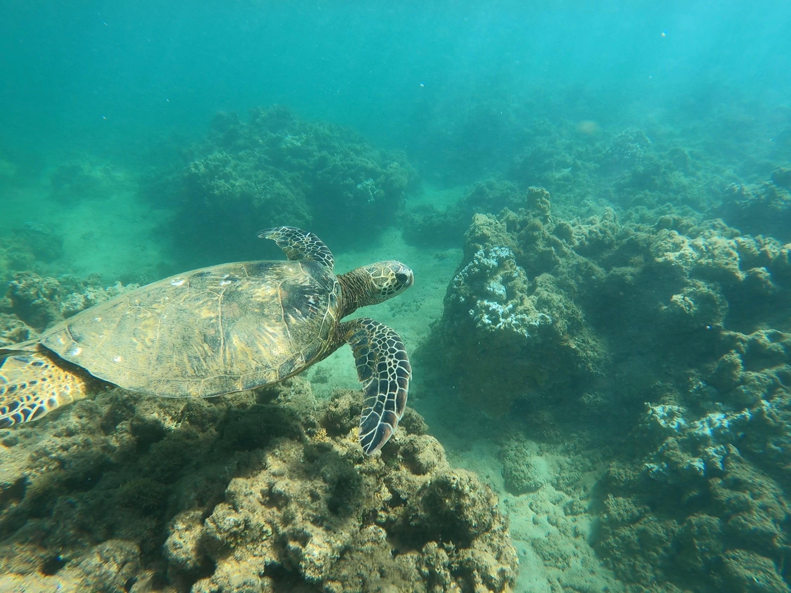 Database for precise coral reef/snorkeling areas around the world