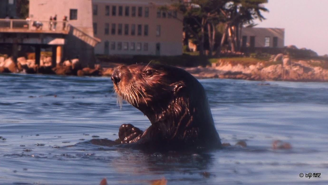 Sea Otter Dive Buddy r/scuba