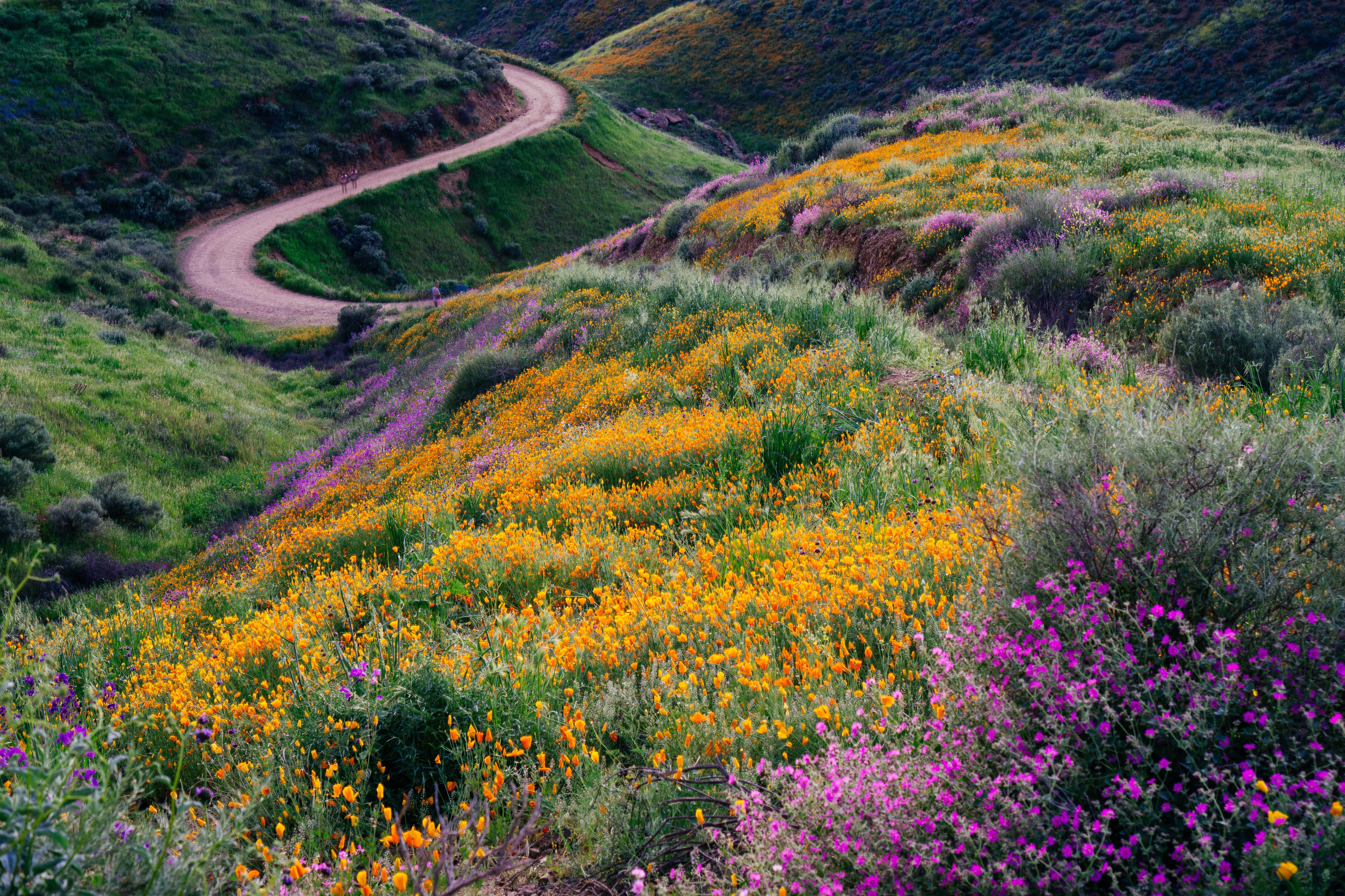 Expose Nature Carpets of Wildflowers, Southern California Superbloom