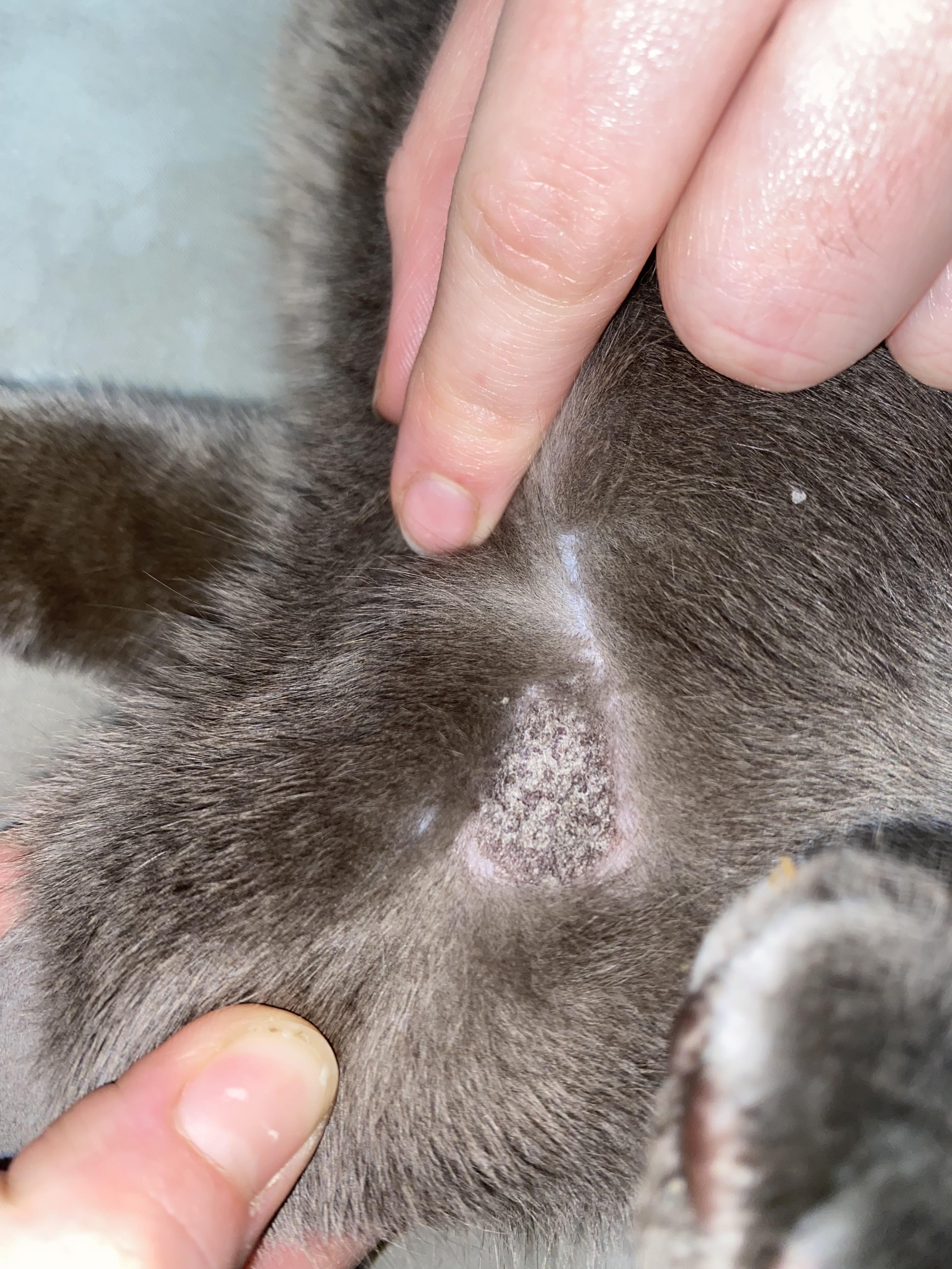 Dry Patch On Cats Elbow : R/Cats