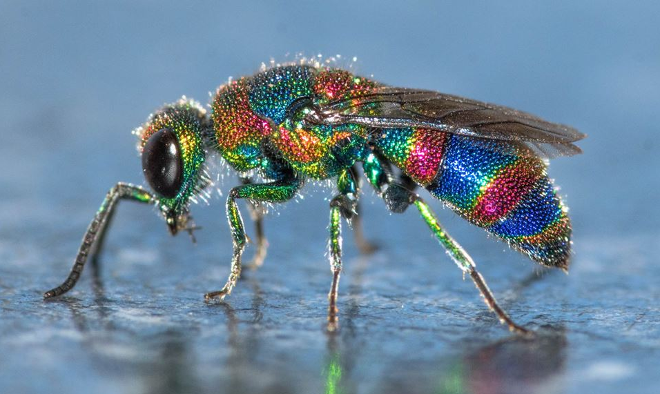 Cuckoo Wasp