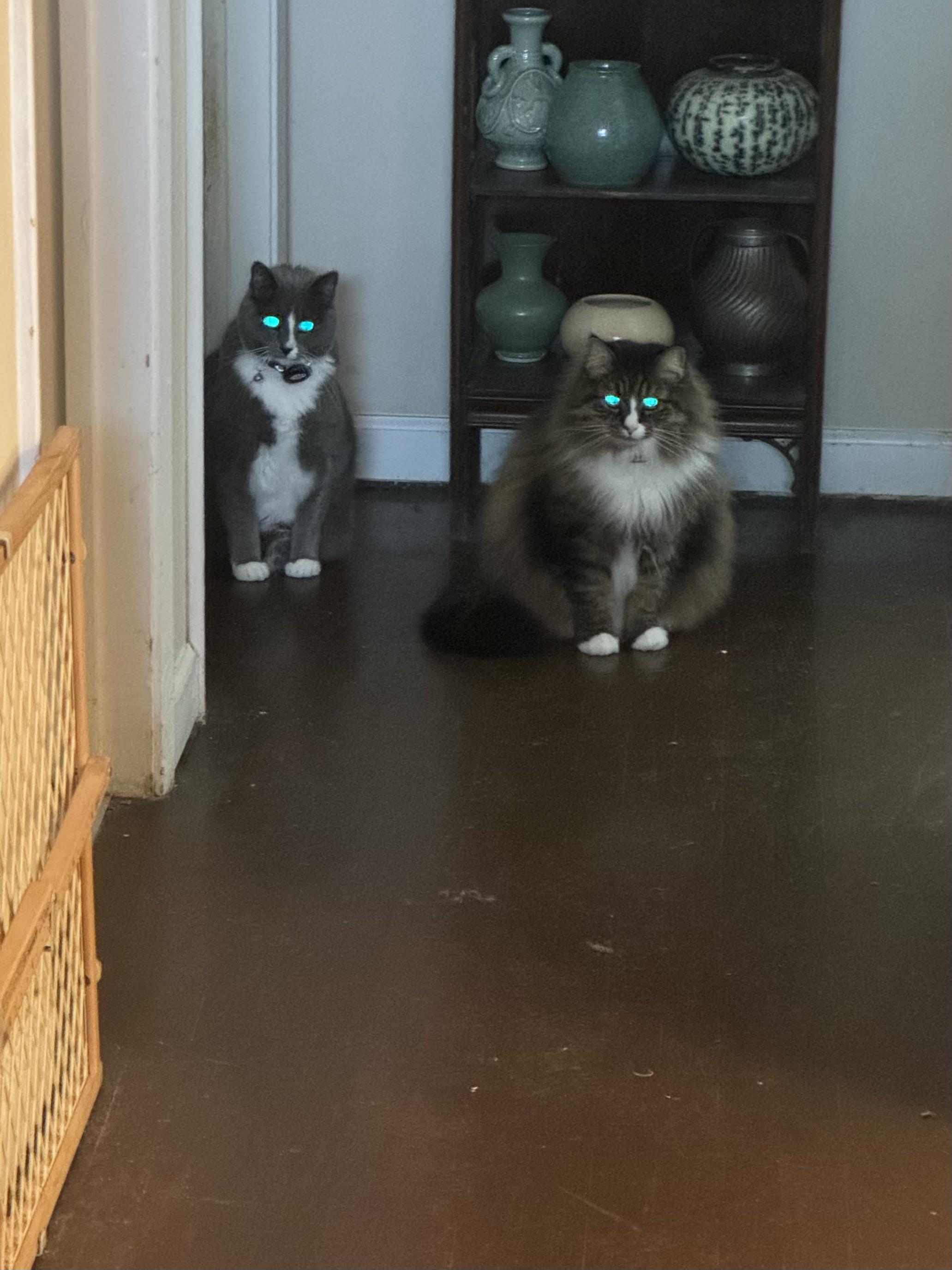 Unhappy cats stare down the new dog. r/cats