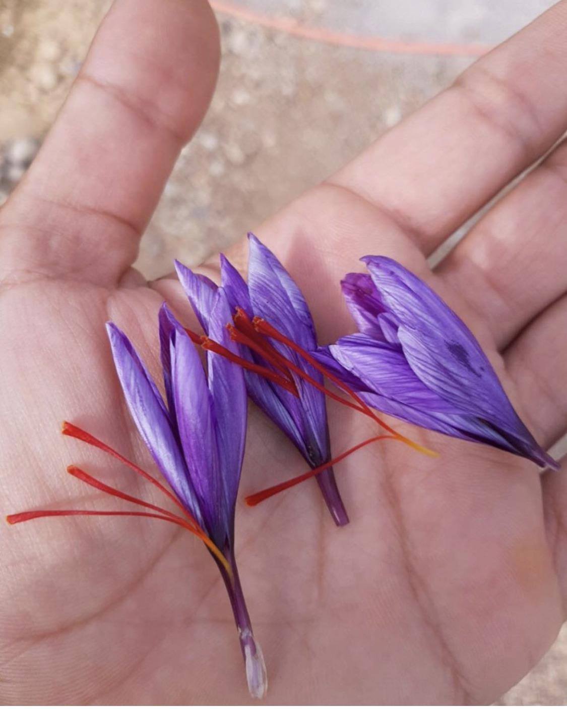 Saffron flowers. More expensive than gold. r/interestingasfuck
