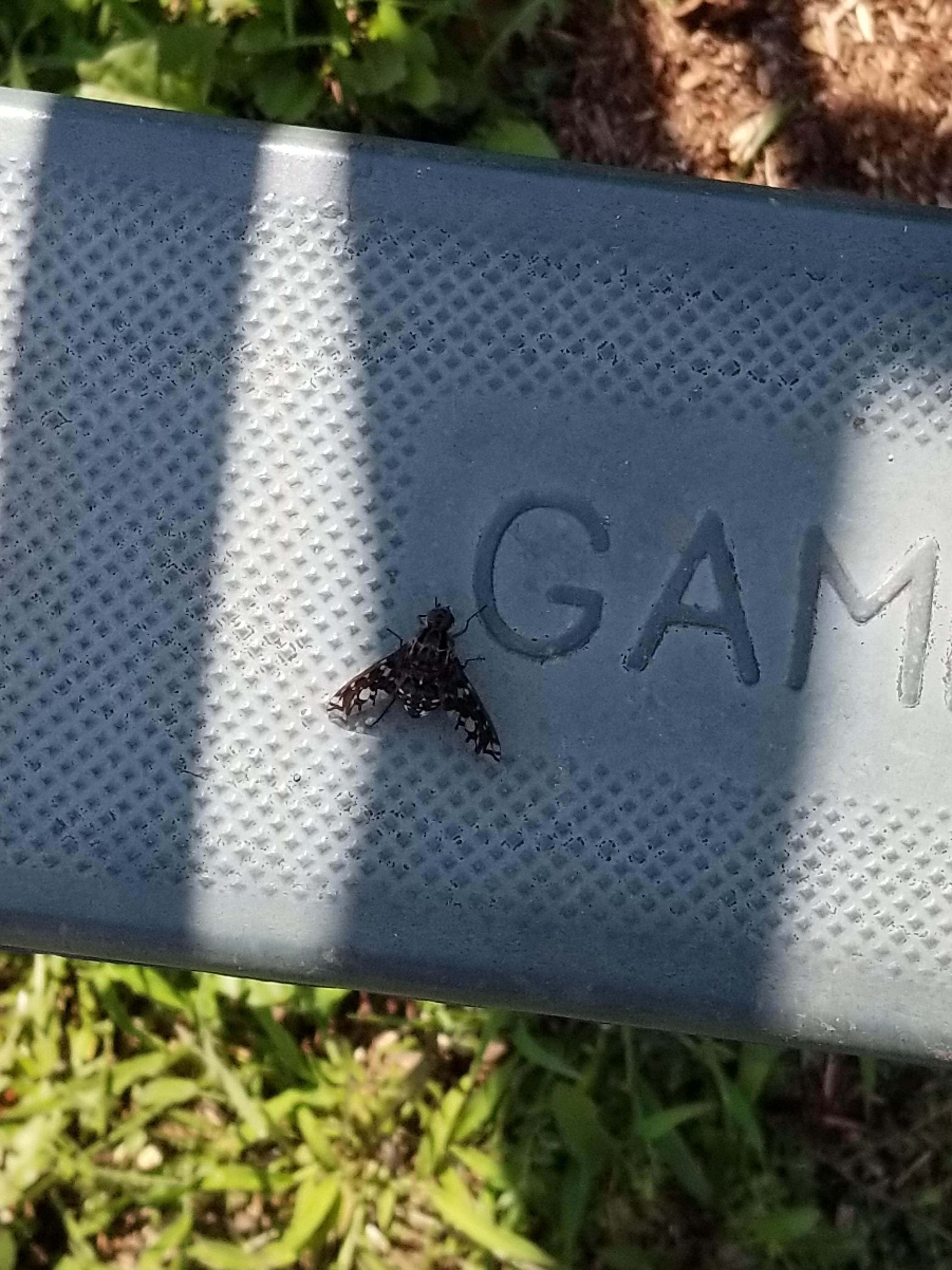 1 inch wide bug found in New Jersey. Looks like a moth but buzzes. r