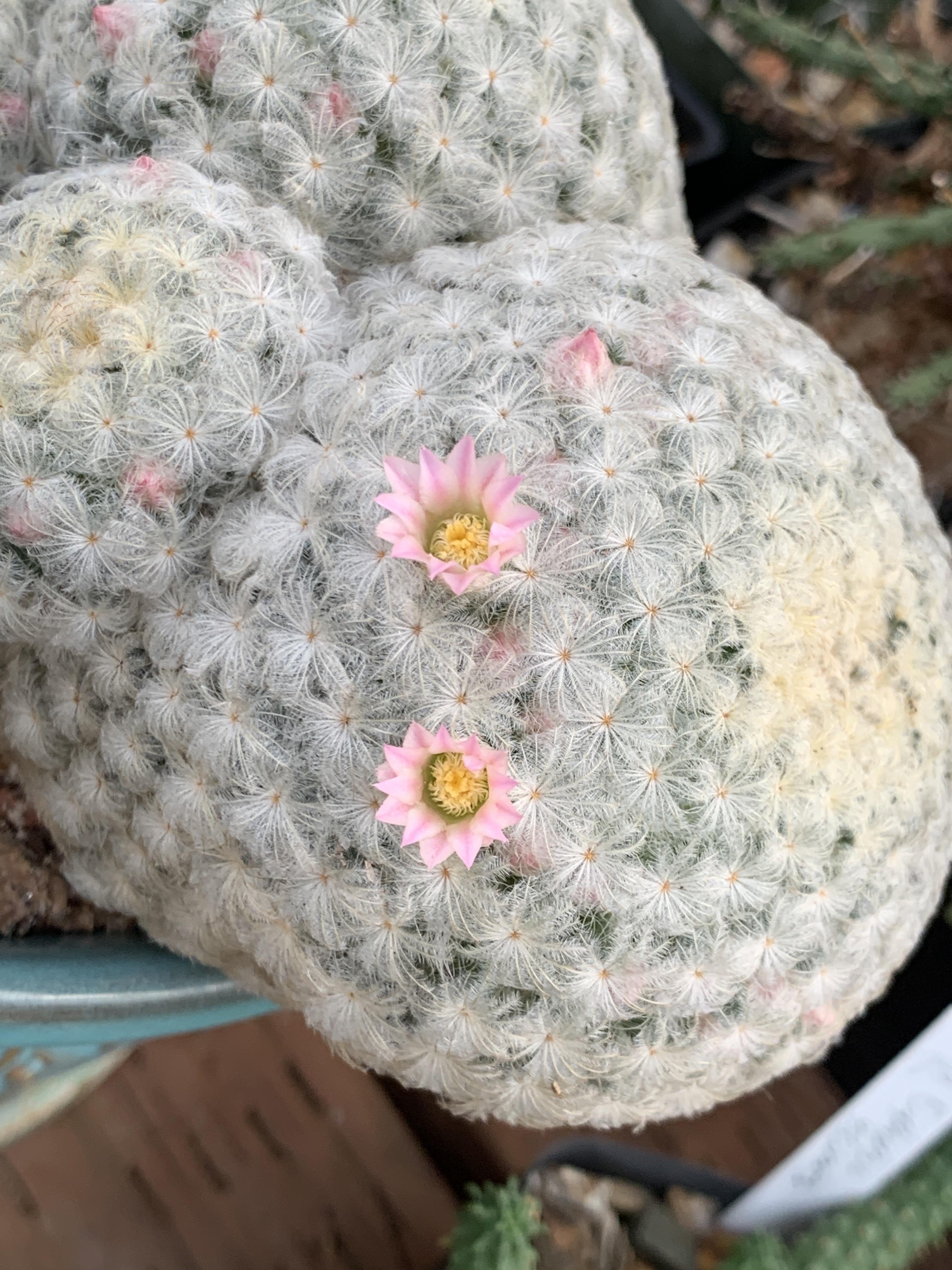 Pink googly eyes. r/cactus