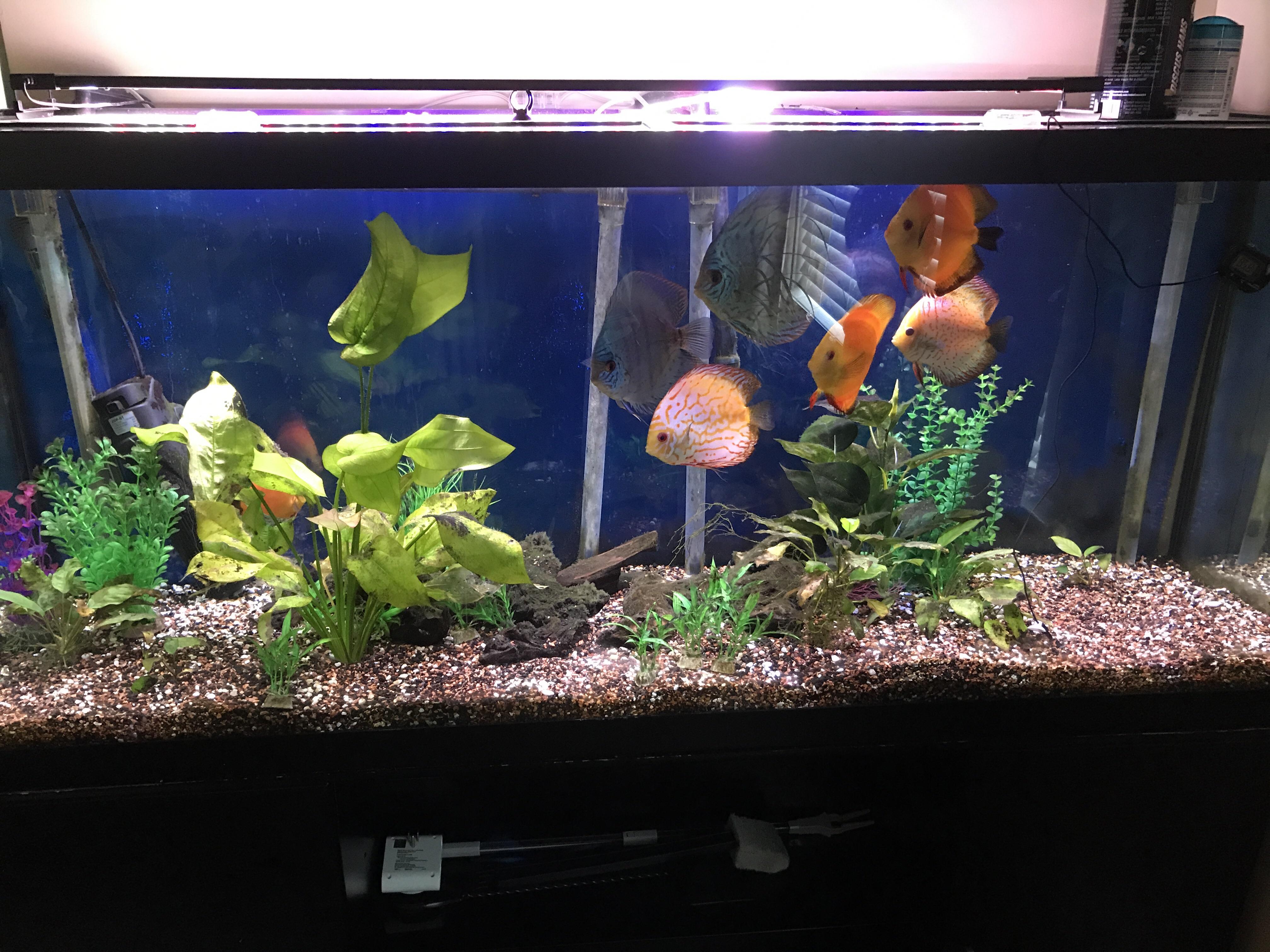 My 120 gal discus aquarium r/Aquariums