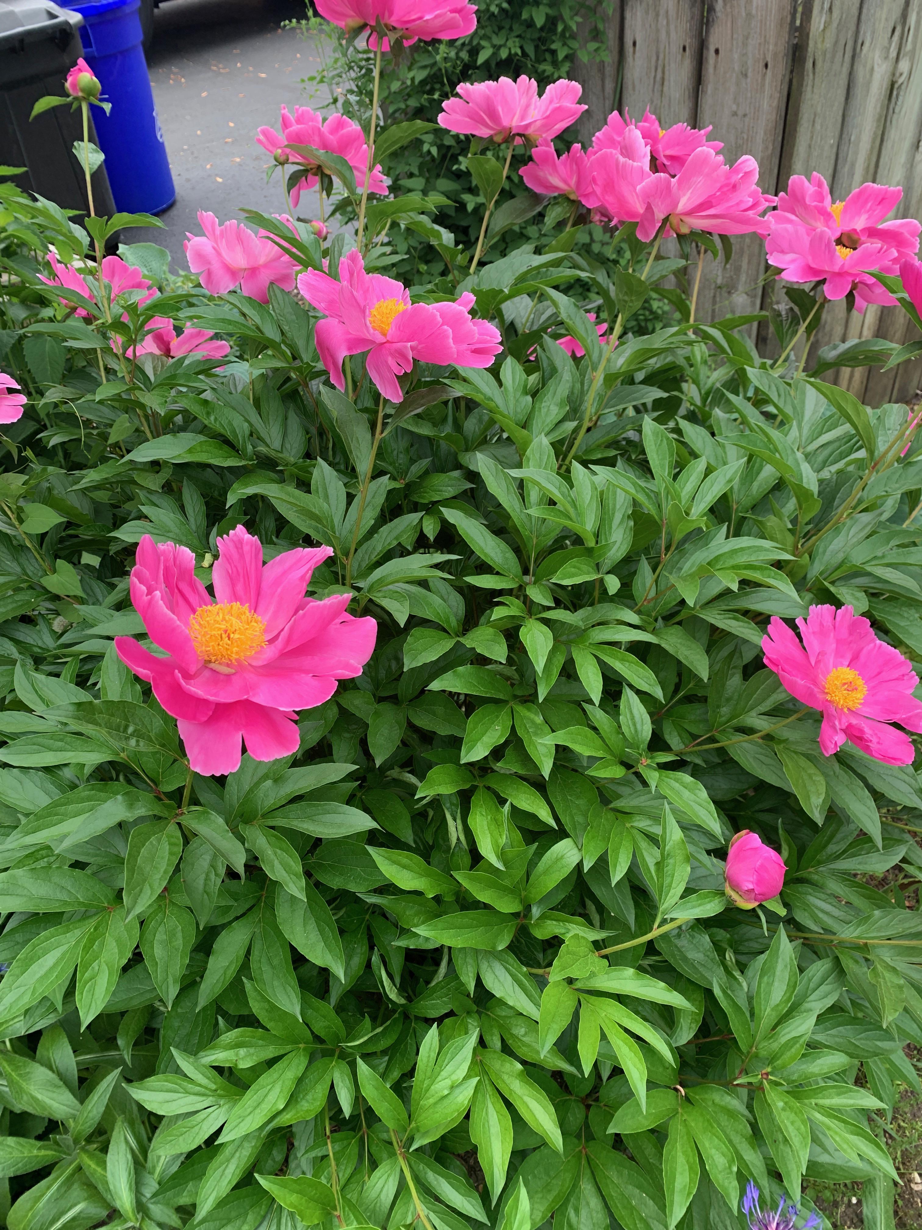 Does anyone know what kind of flowers these are? Zone 5a r/landscaping