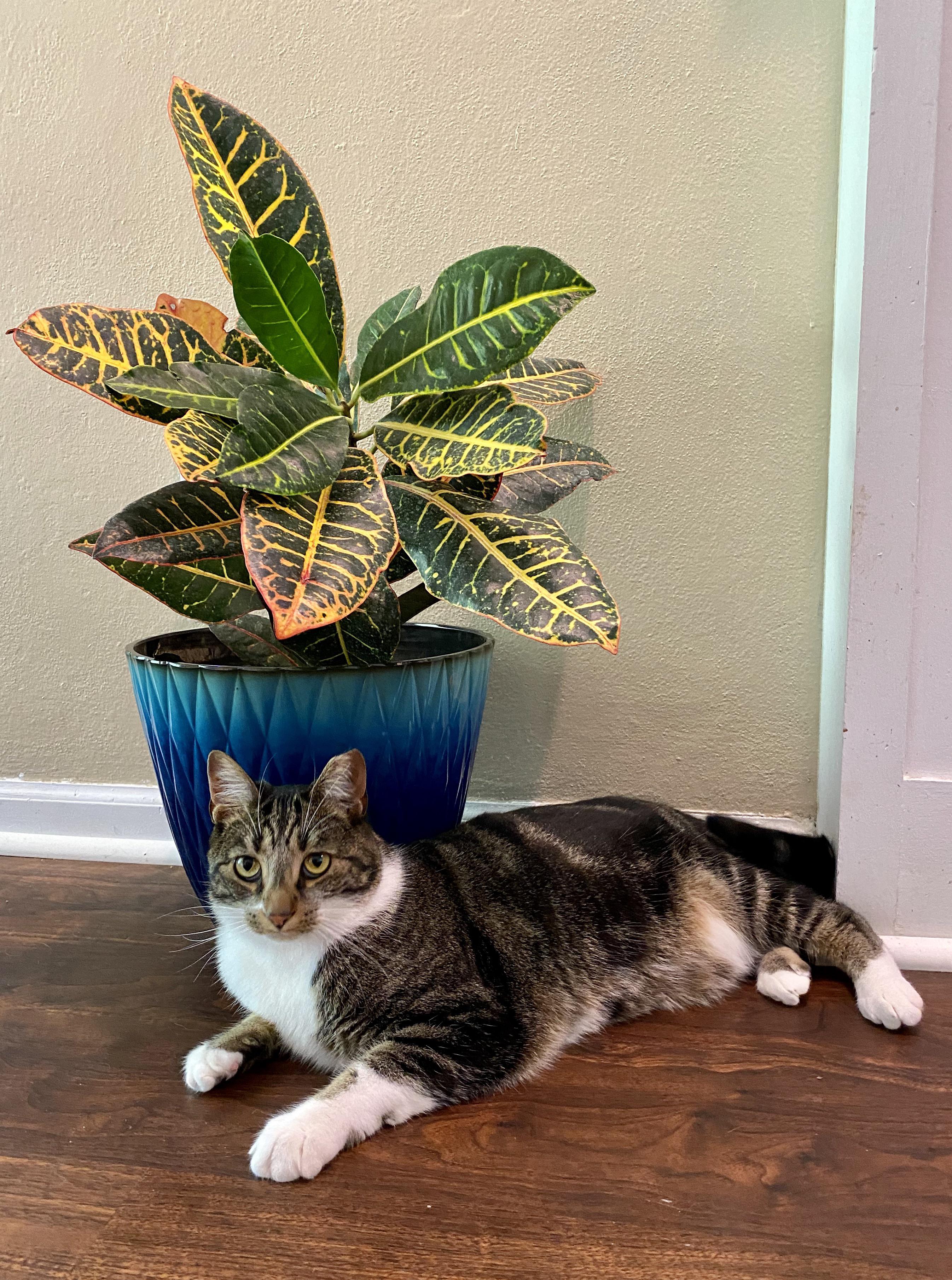 Here’s Pep enjoying our croton r/CatsAndPlants