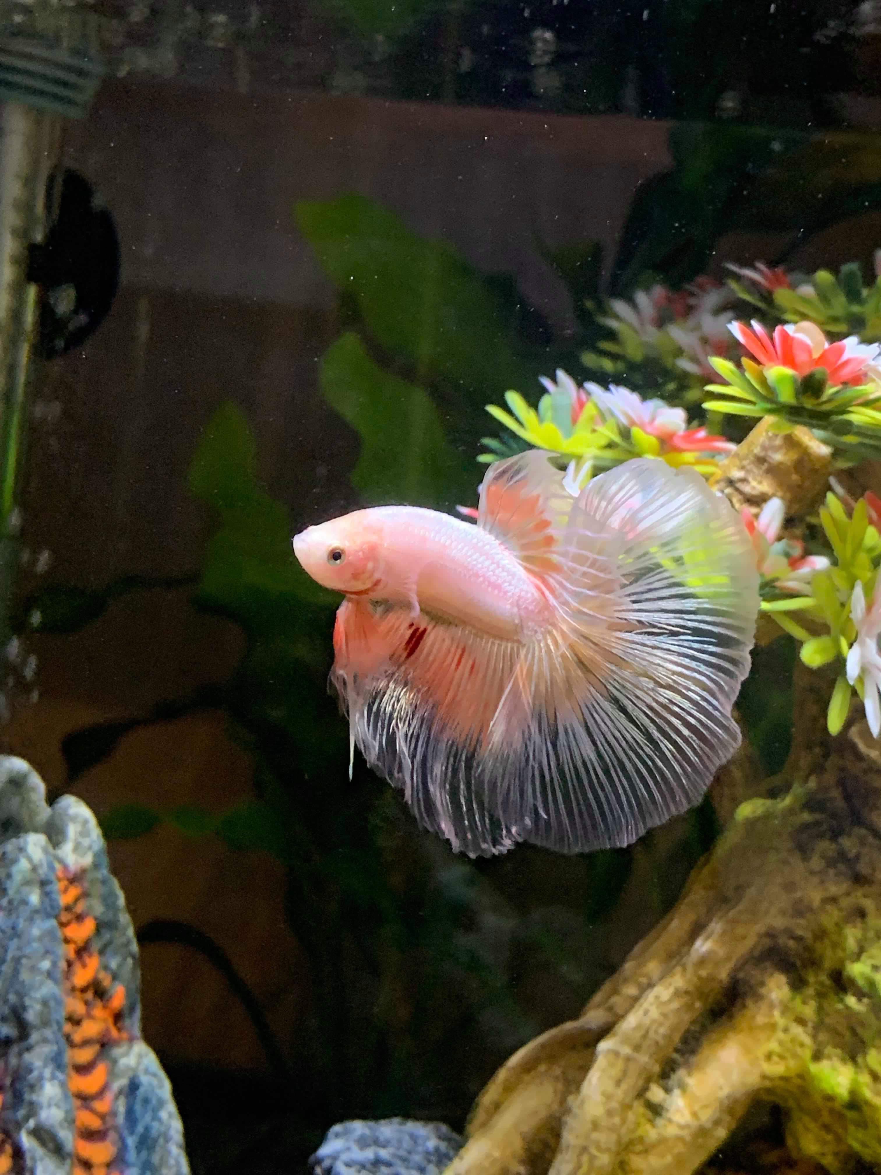 This is Peach 🍑 r/bettafish