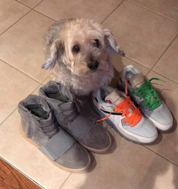 Cute Dog + Sneakers = Instant Karma? r/Sneakers