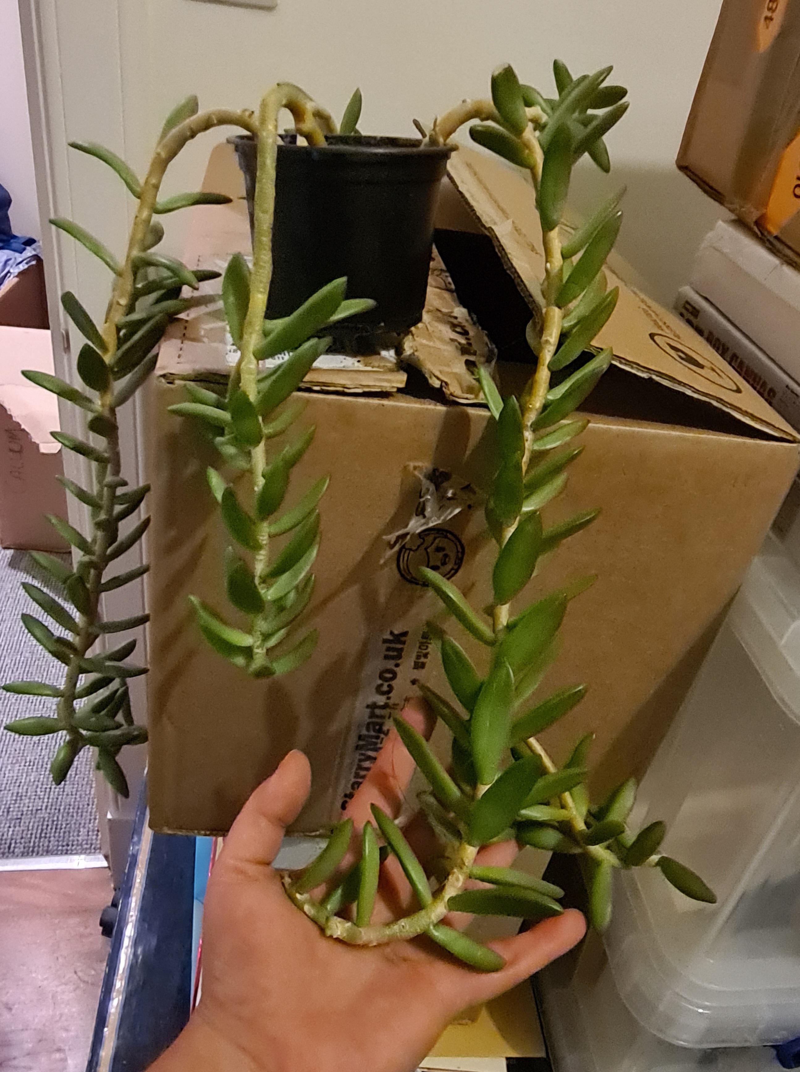 Found this dude on top of a bin tonight. What is it and is it salvageable? ) r/houseplants