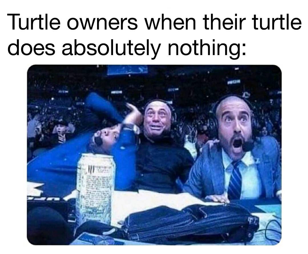Interesting memes