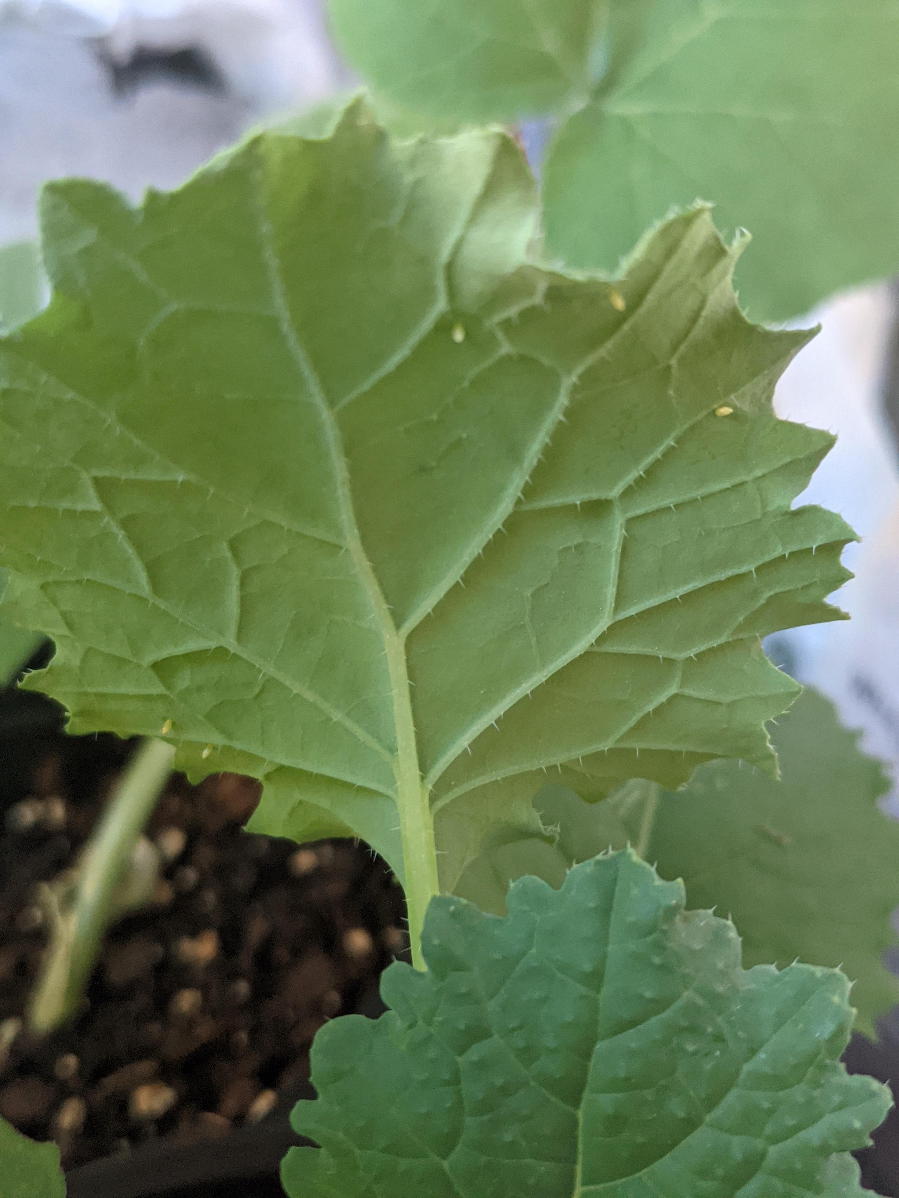 Tiny yellow dots on kale plant? r/vegetablegardening