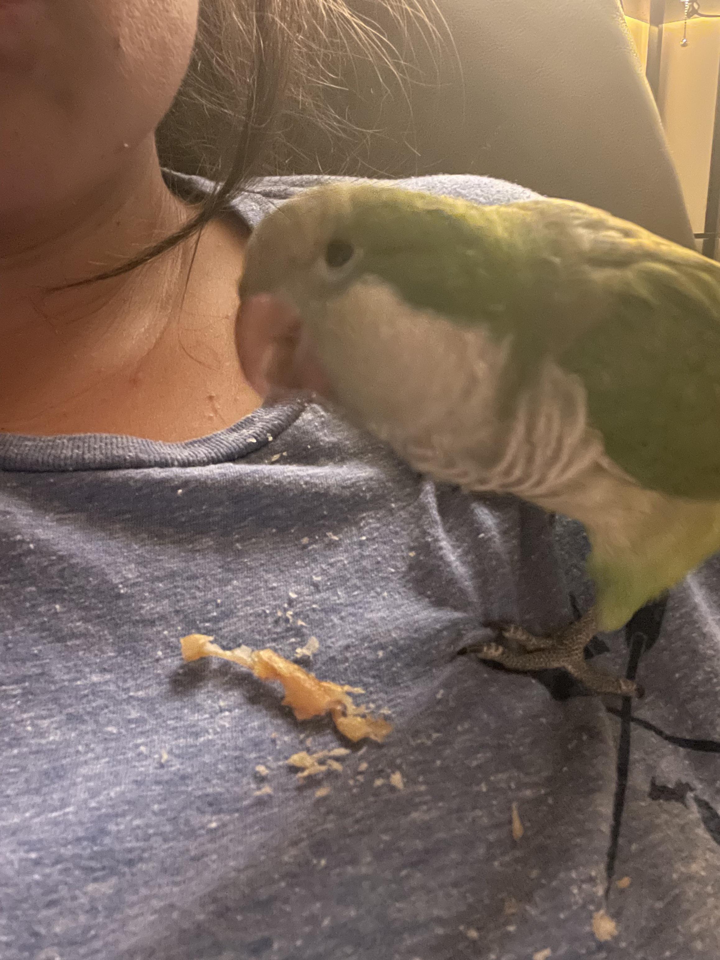 HELP! My Quaker got outside and is stuck in a tree. He is at the very