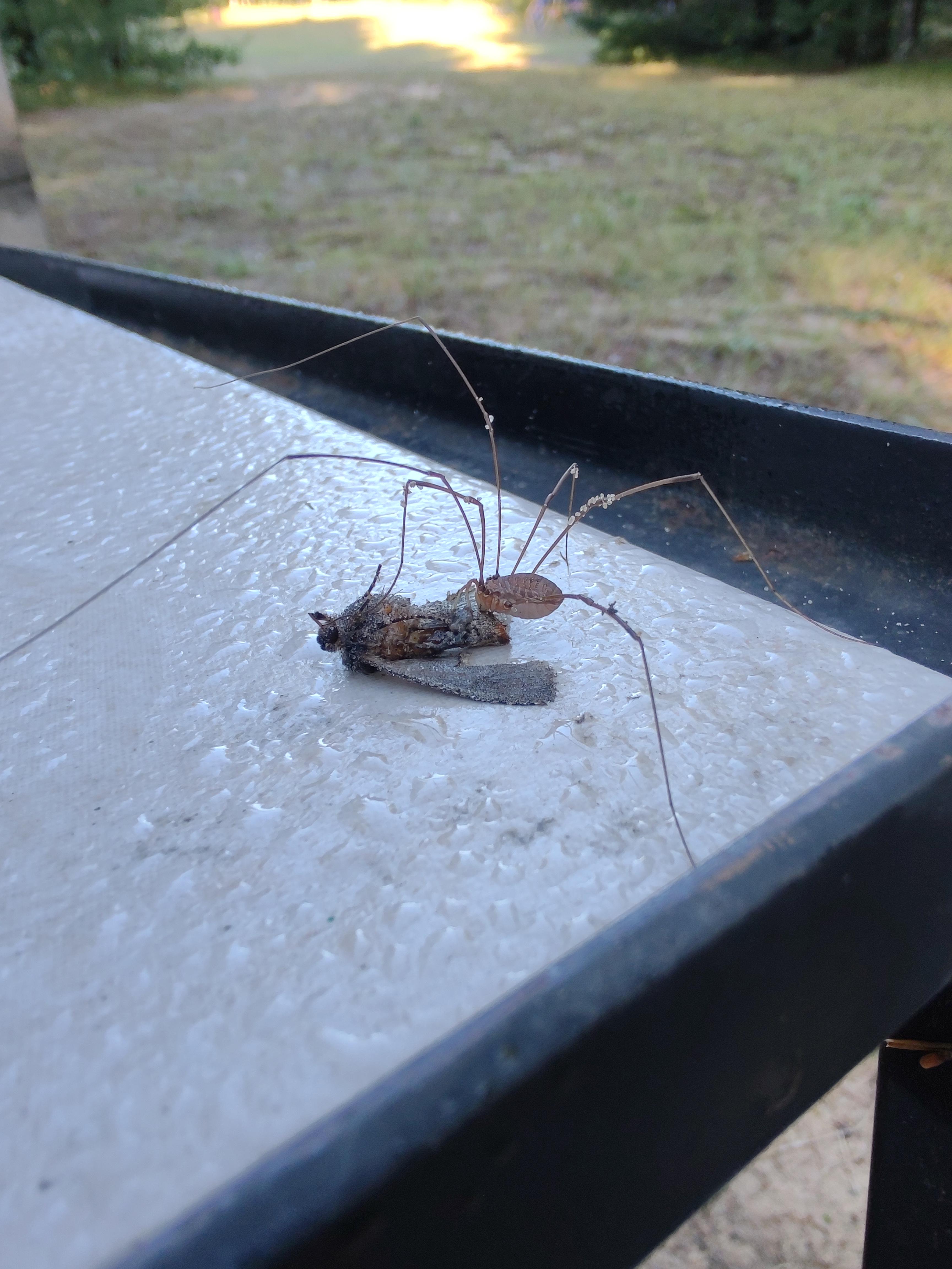 Spider eating a moth r/natureismetal