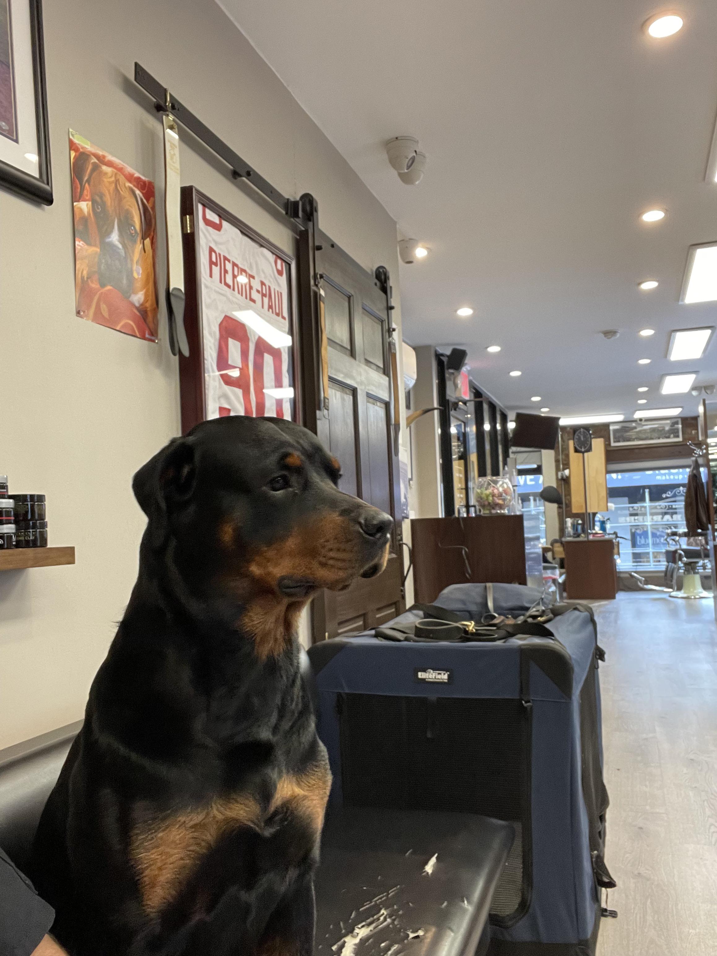 Guard dog duty high alert! r/Rottweiler