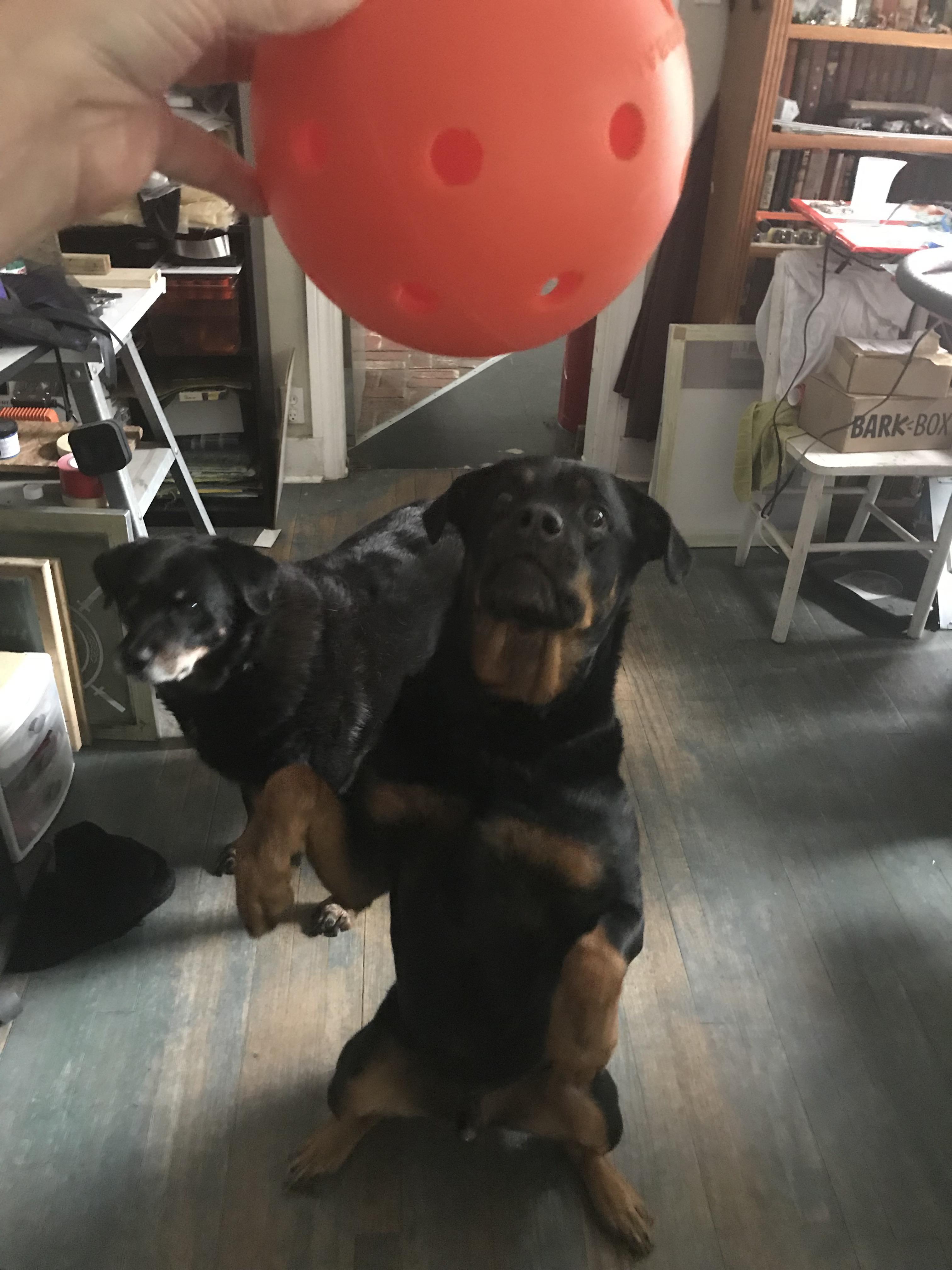 Beauregard loves his Unbreakoball! We buy a new one about every 6