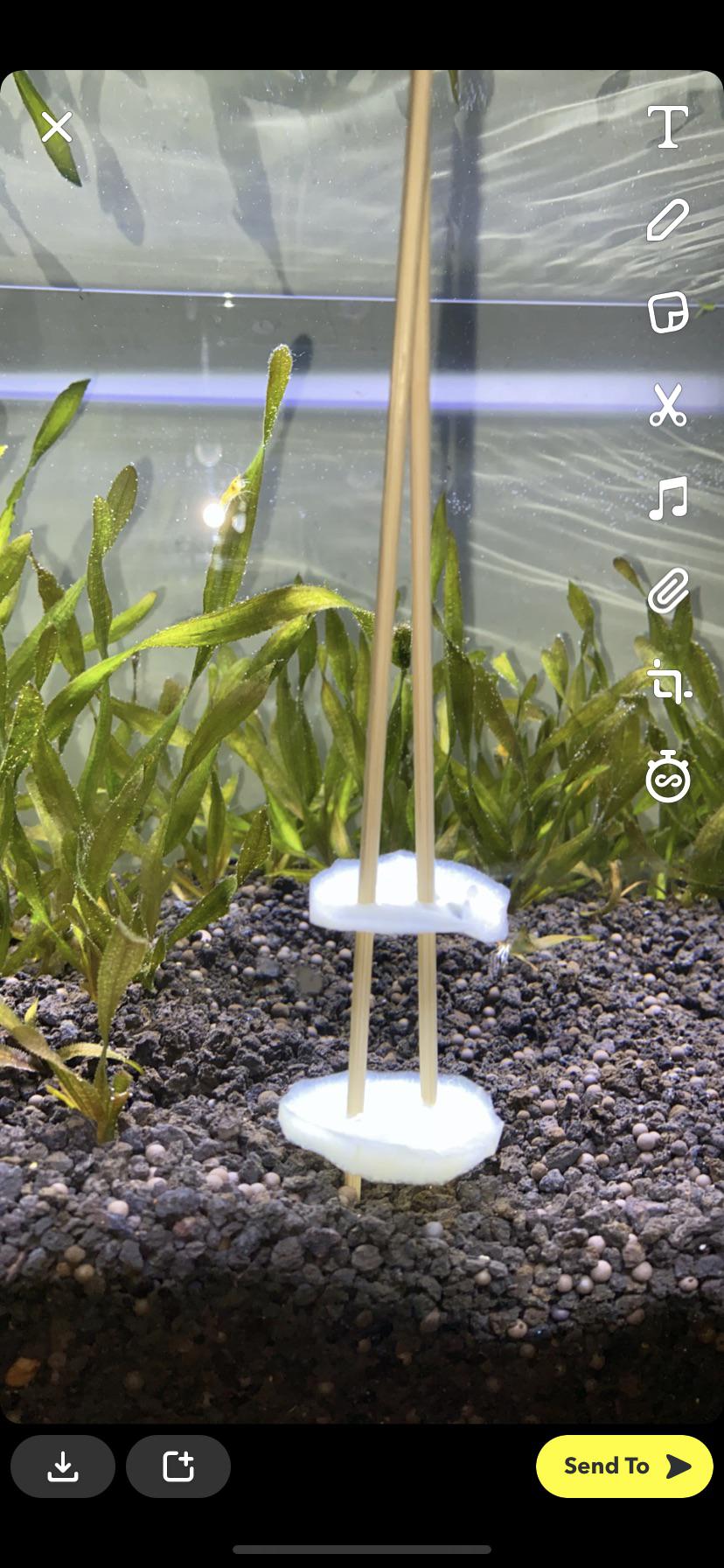 I think I boiled the cucumber too much lol but are those sticks