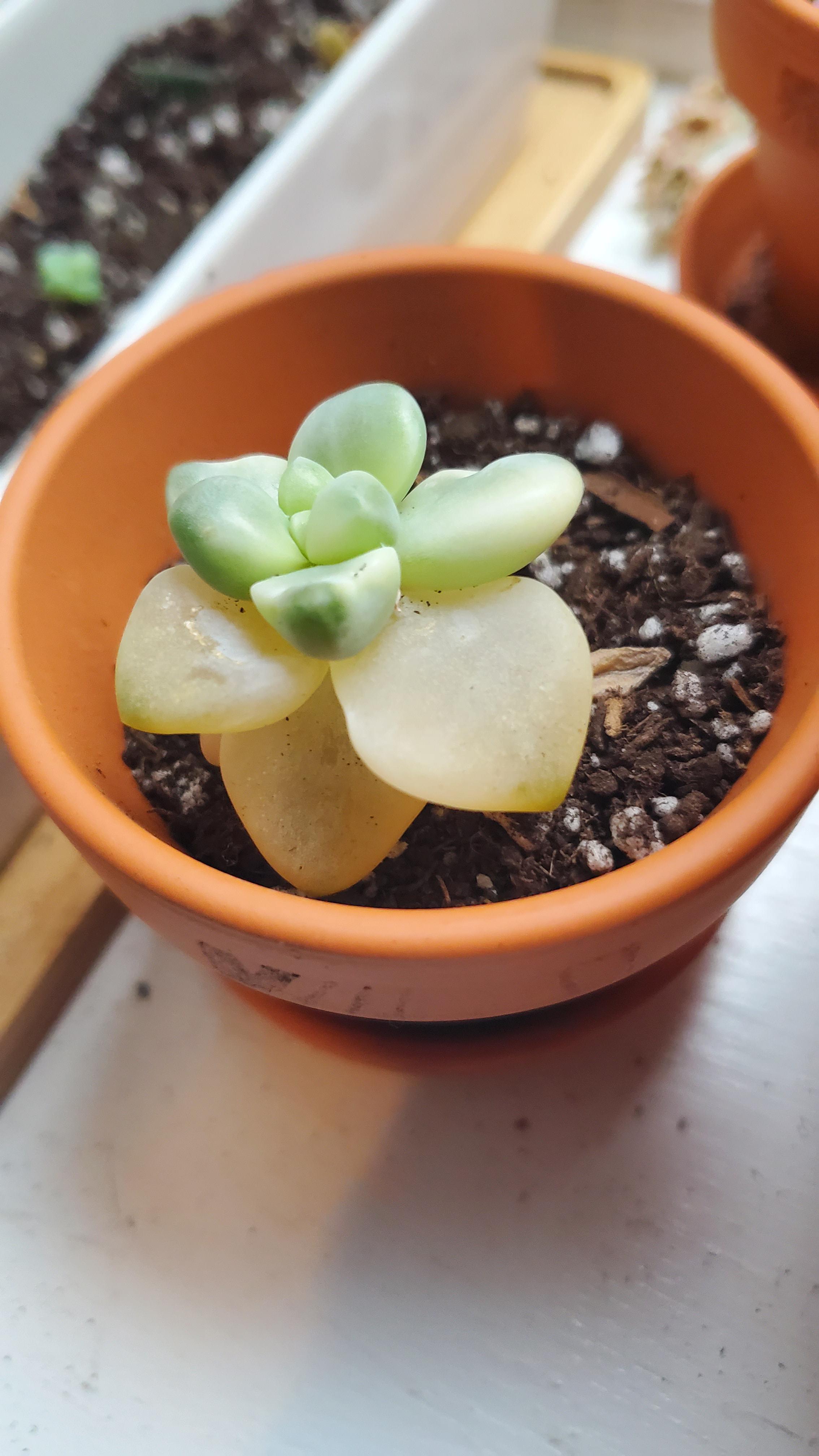 Succulent leaves yellow and mushy. Any ideas on