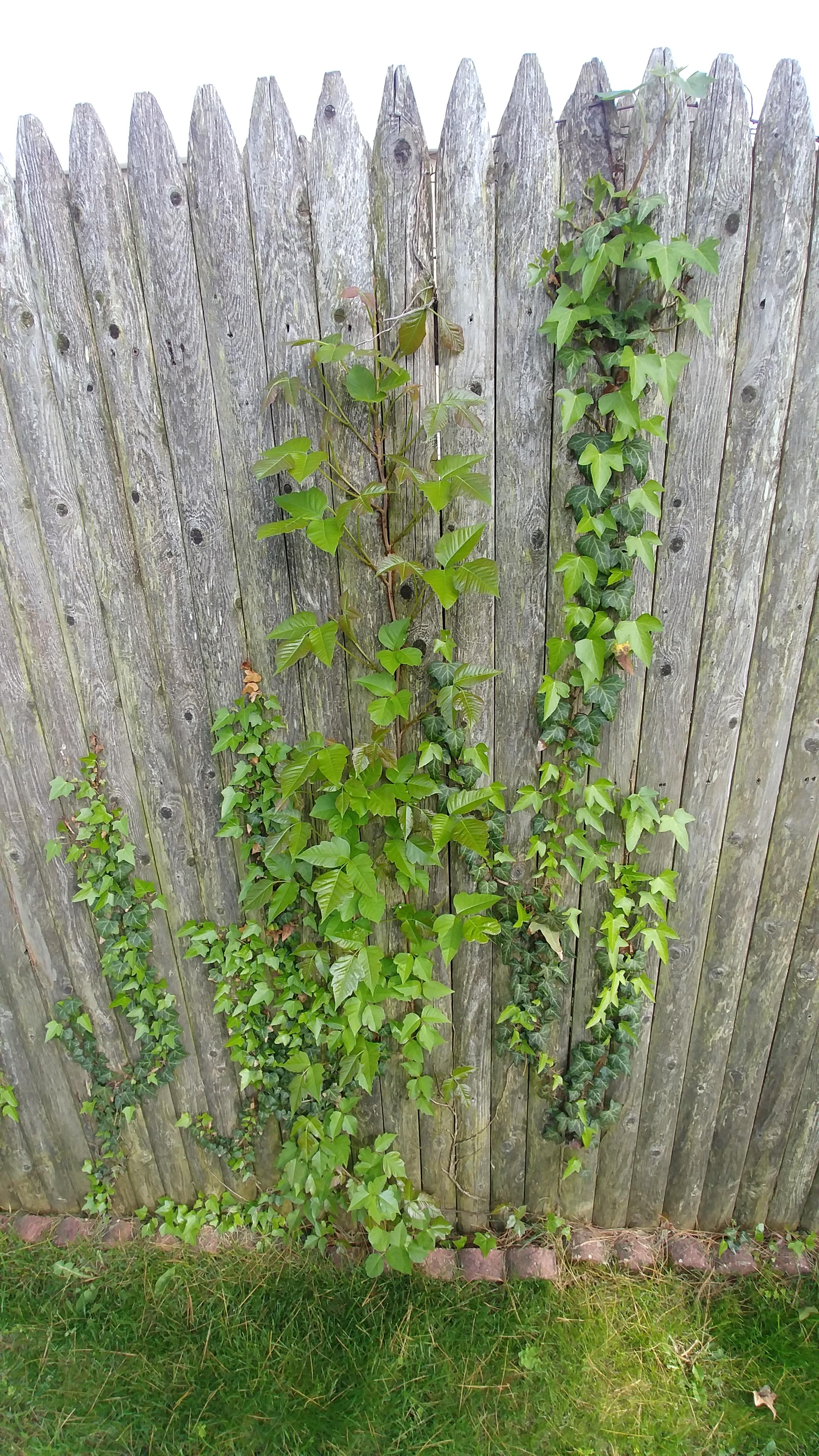 Poison Ivy vs. English Ivy? r/whatsthisplant