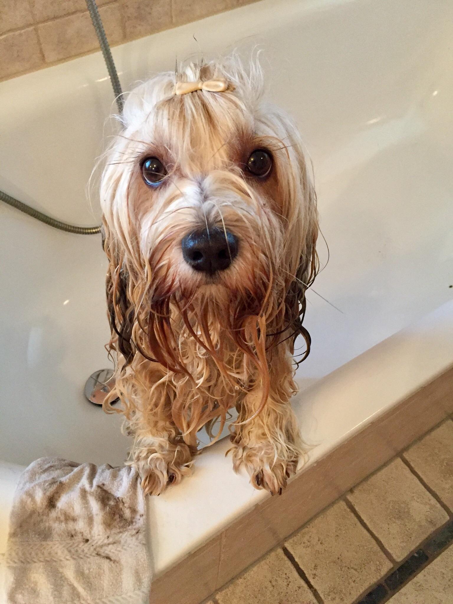 Bath pics it is then r/Havanese