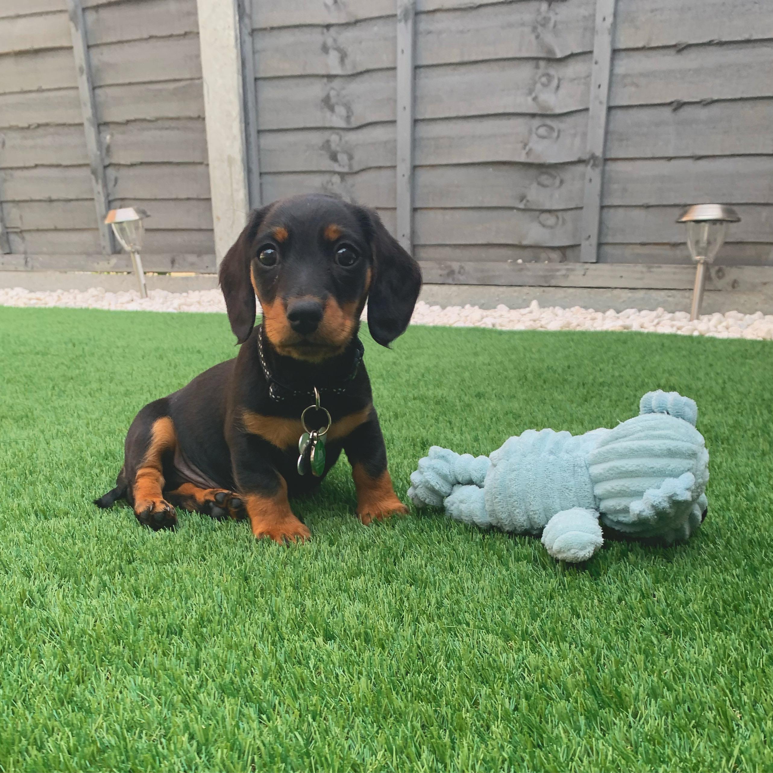 My puppy Casper has been with us a week today! 🐶 🐾 Dachshund