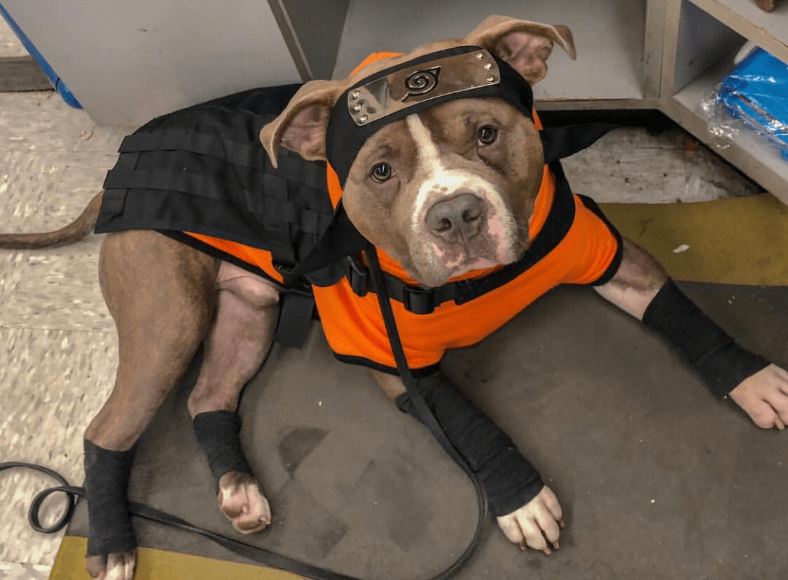 Almost Halloween, my dog was the PERFECT Naruto last year! r/Naruto
