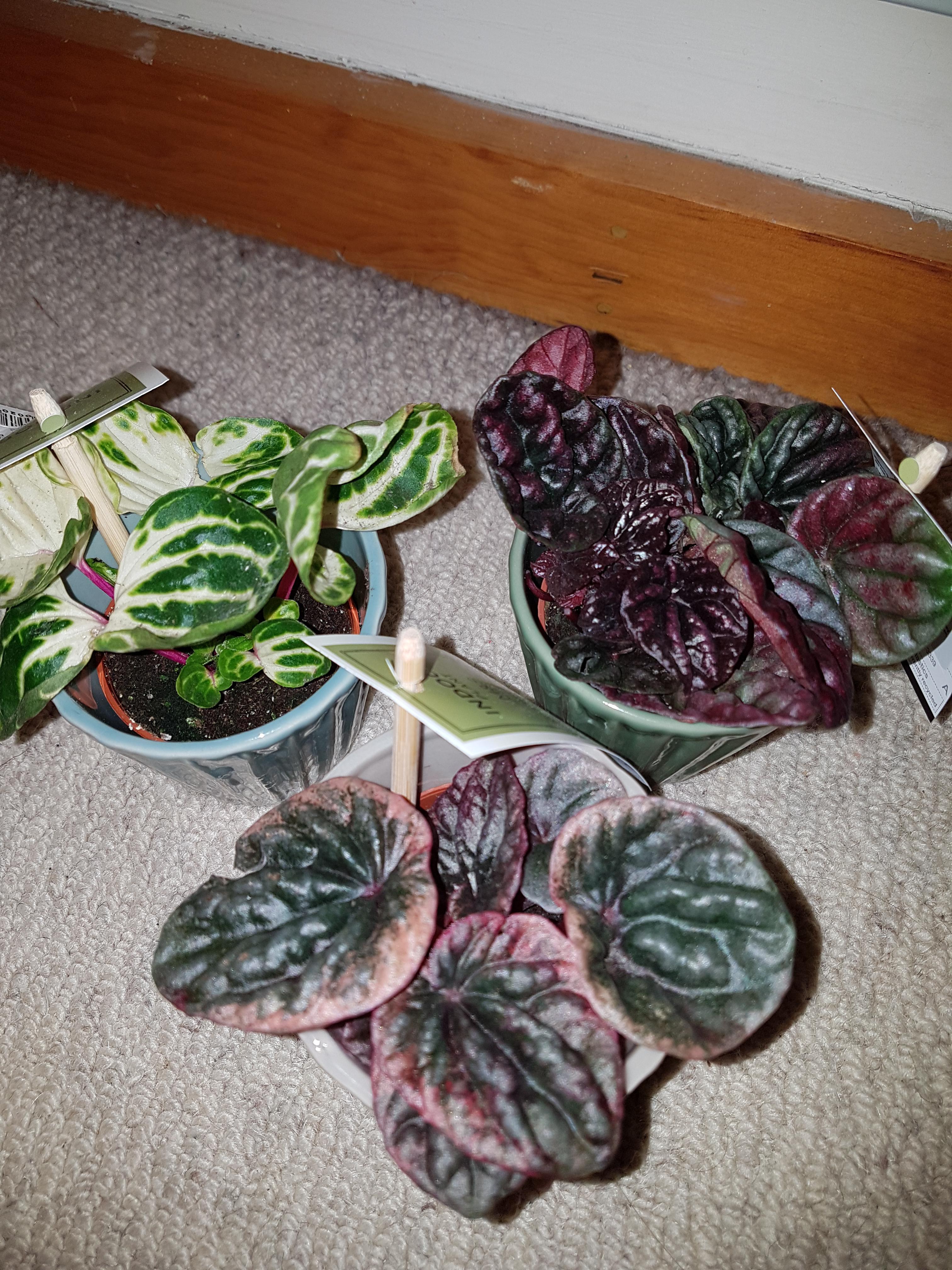 [View 41+] Plant With Pink Stems And Green Leaves