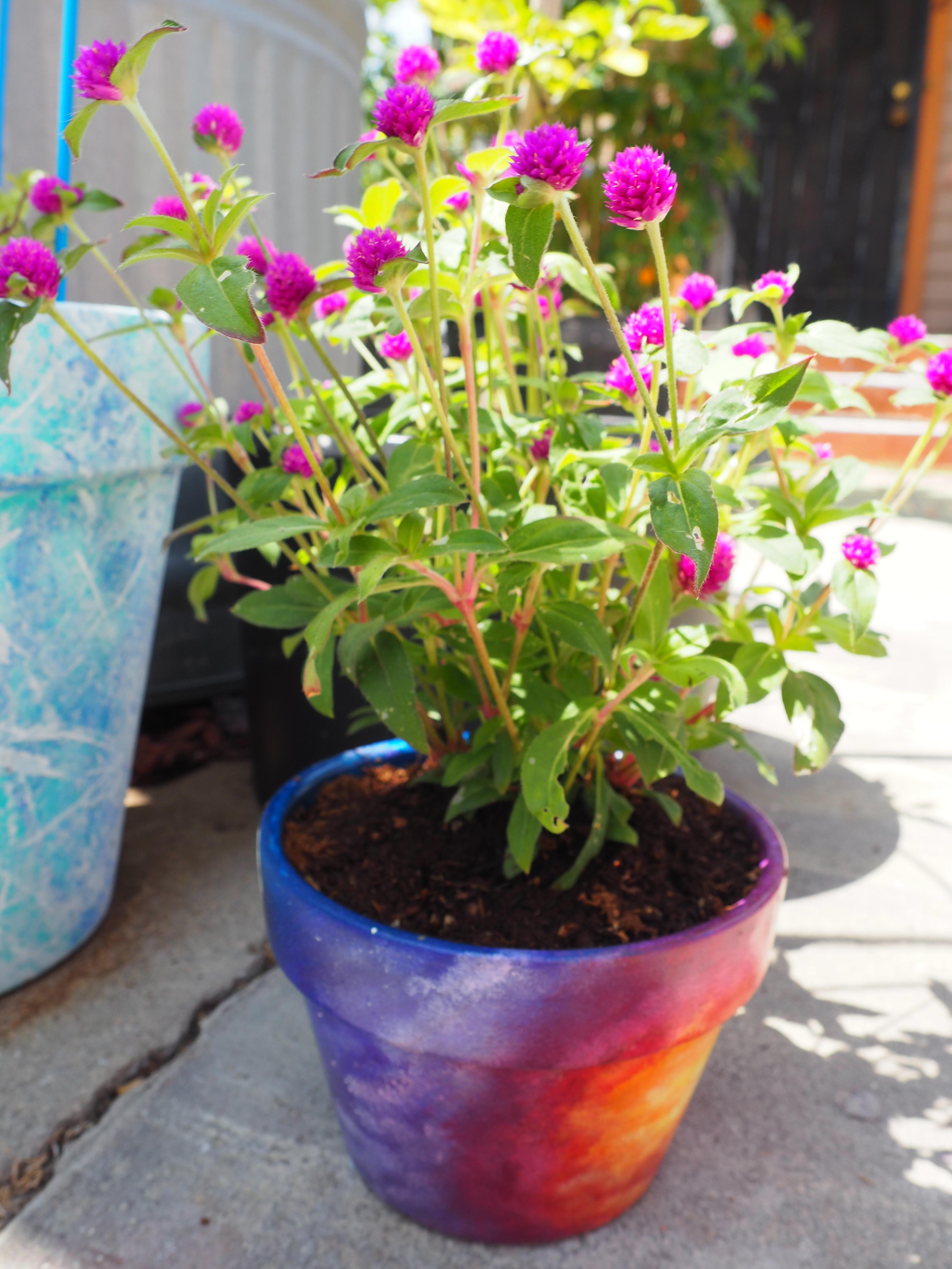 My new flowers in their new pot! Purple Pinball Gomphrena. In love with their color! ) r