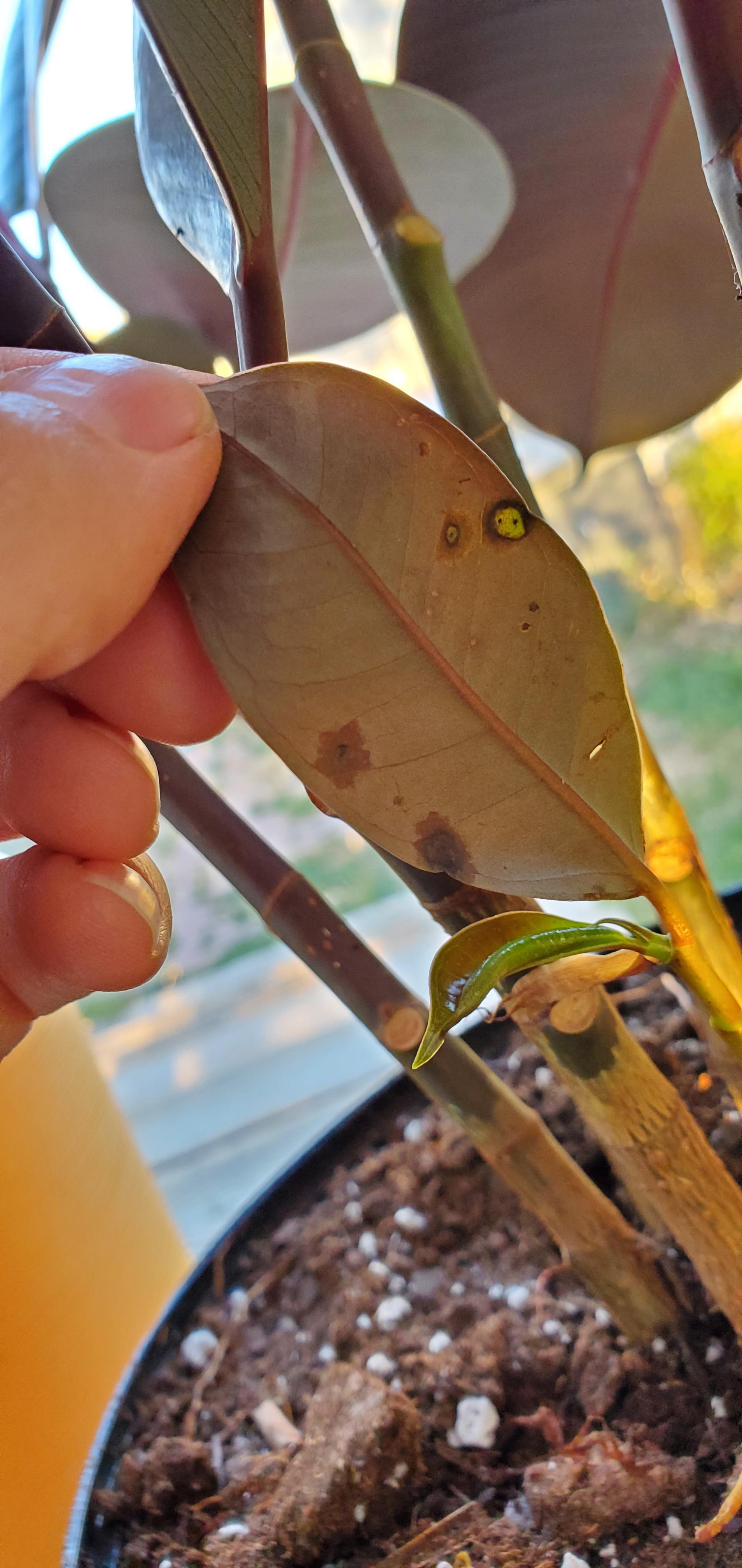 Rubber Plant Spots r/plantclinic