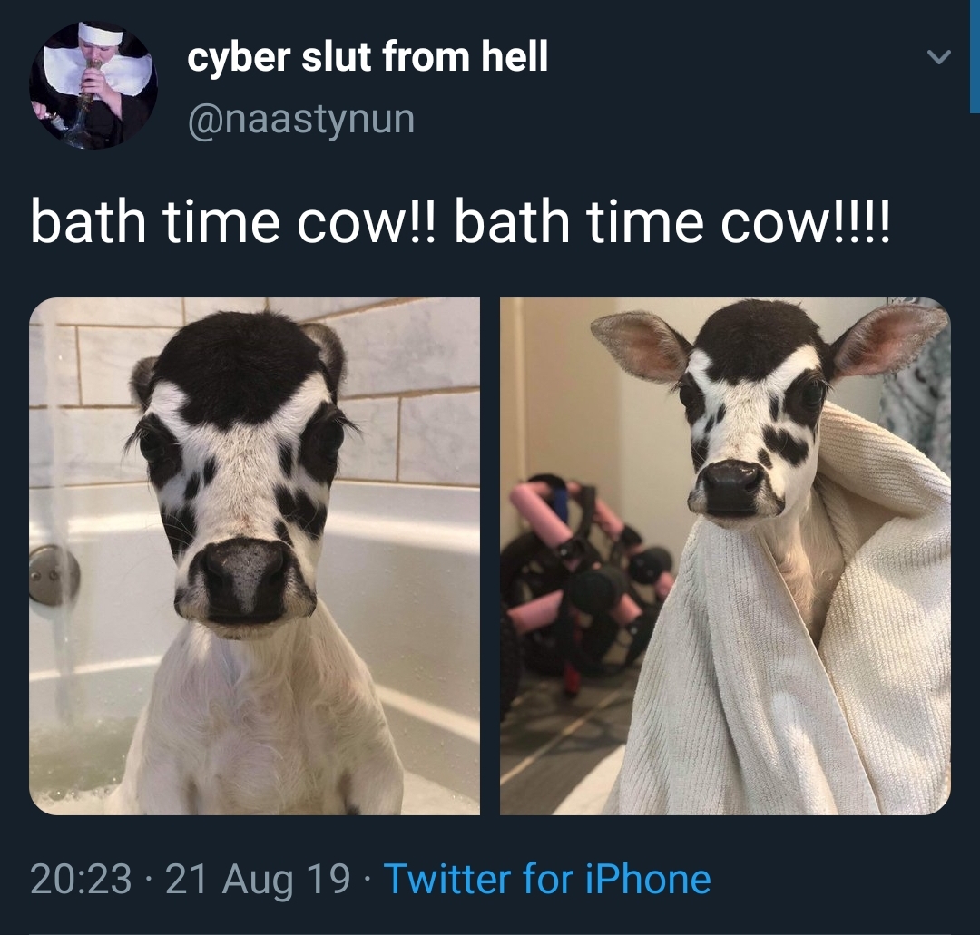 Bath time for a cute cow! r/AnimalsTakingBaths