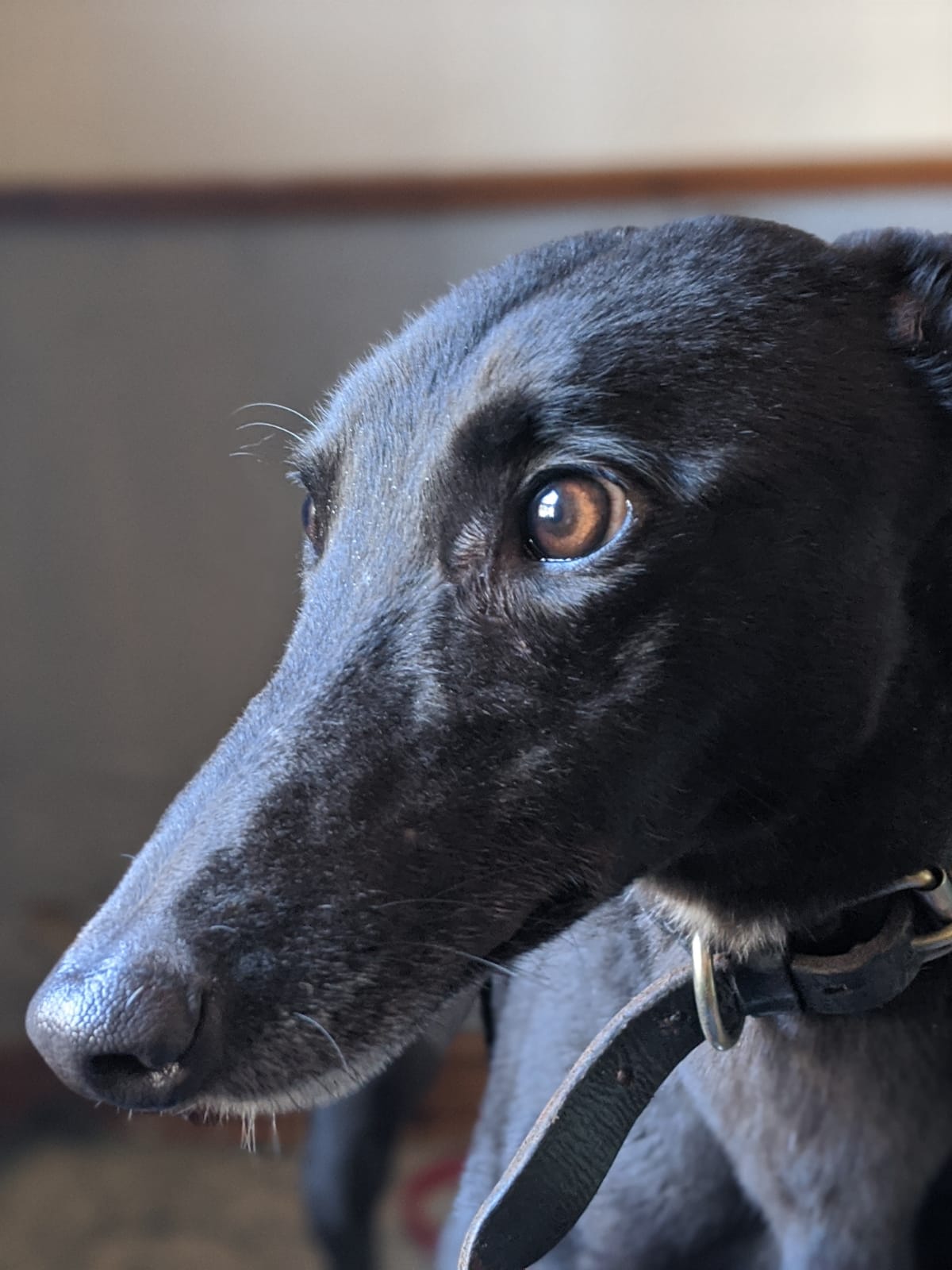 This is Angel, she's just arrived in the UK from Ireland where she was