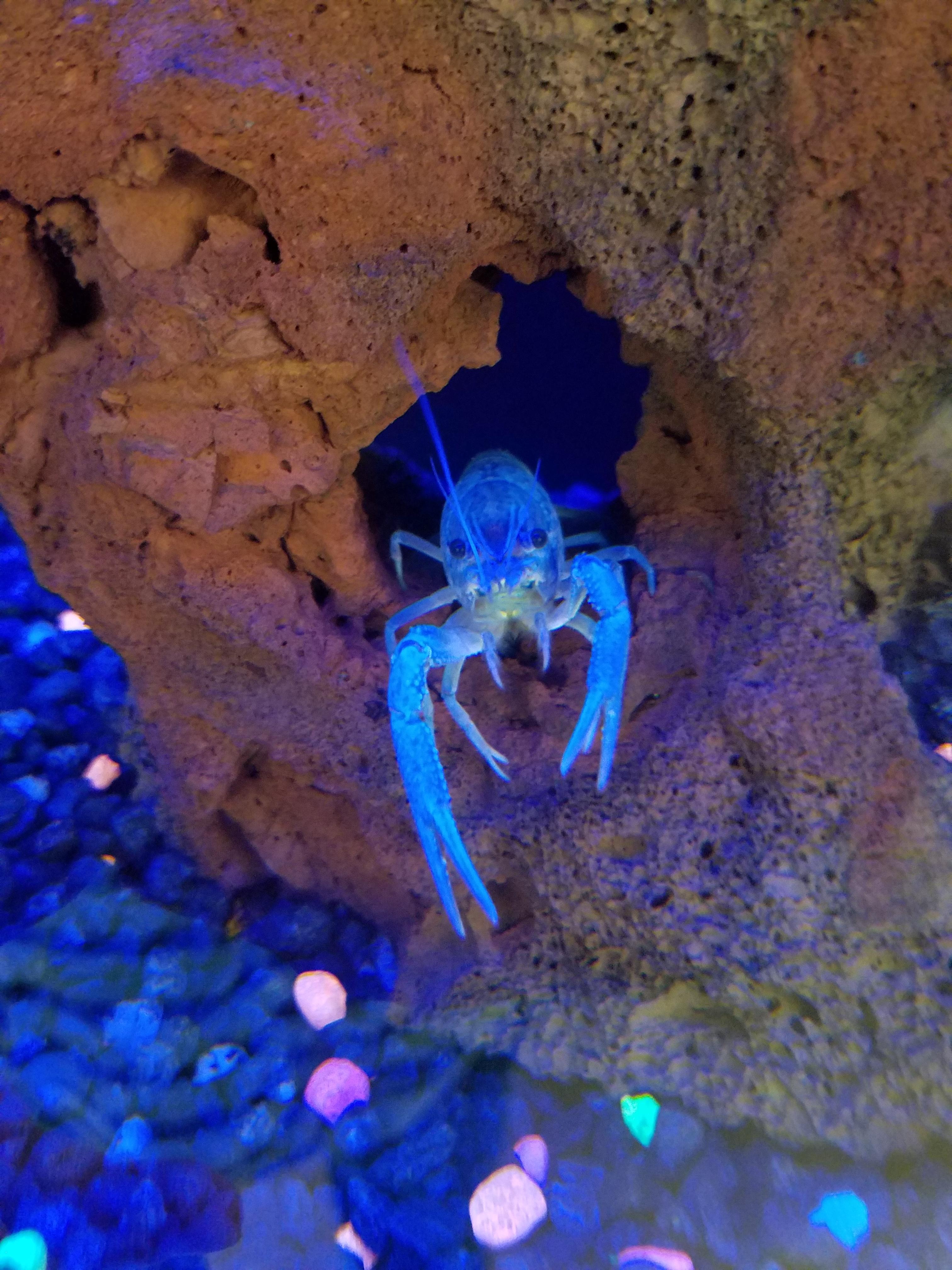 Blue Lobster. Anybody have an experience with these? Anything I should