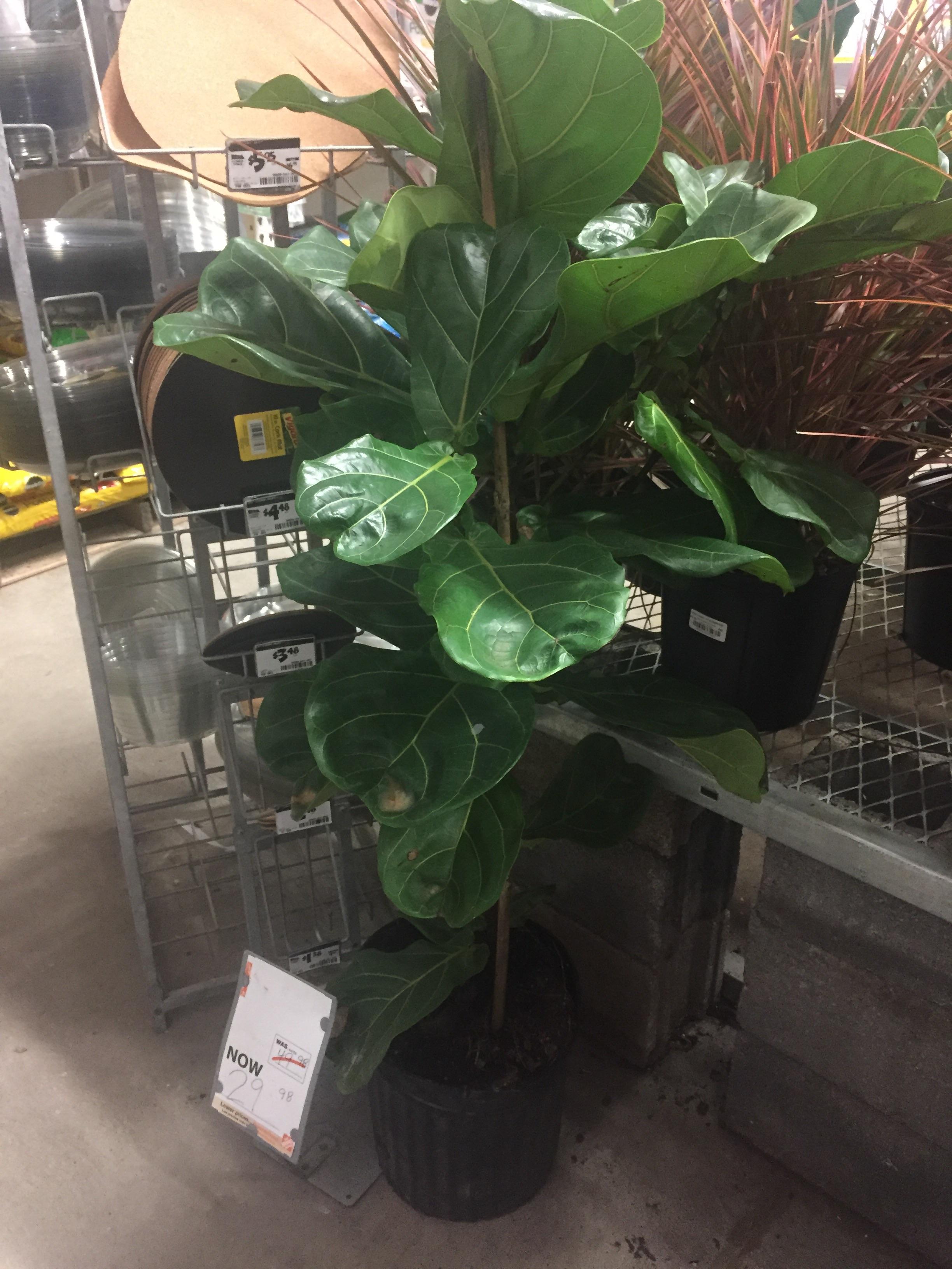 Home Depot having a good sale on fiddle leaf figs! 10 for a small up